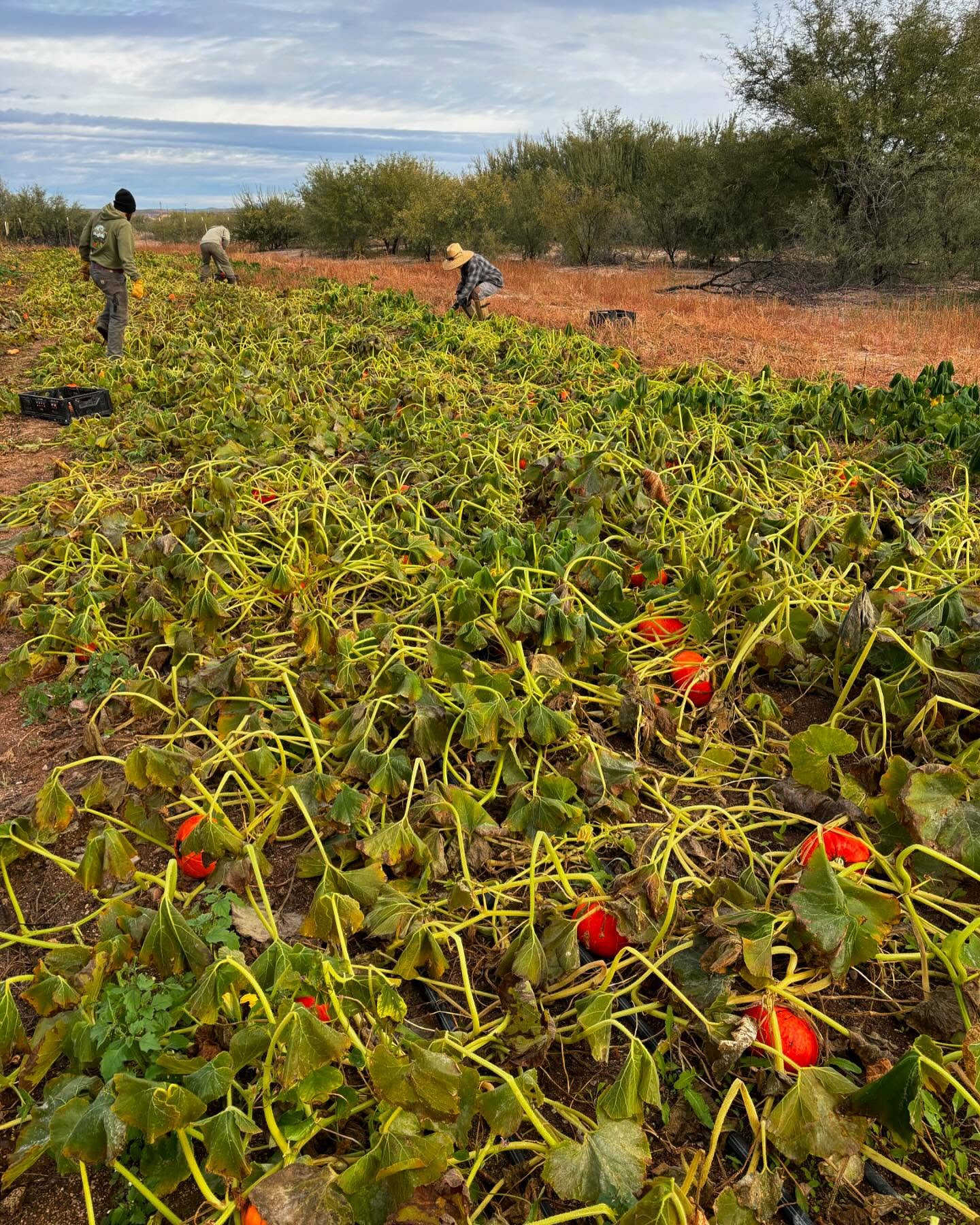 A 5 month photo dump from your farmers 🤘🏽