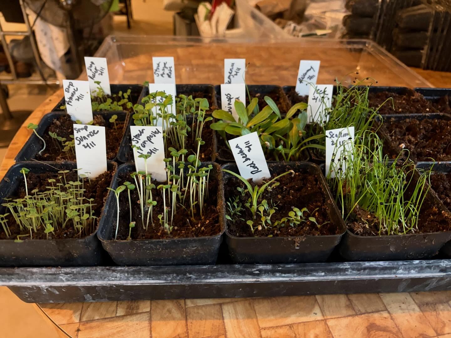 All the seedlings that are up right now. Little troopers.