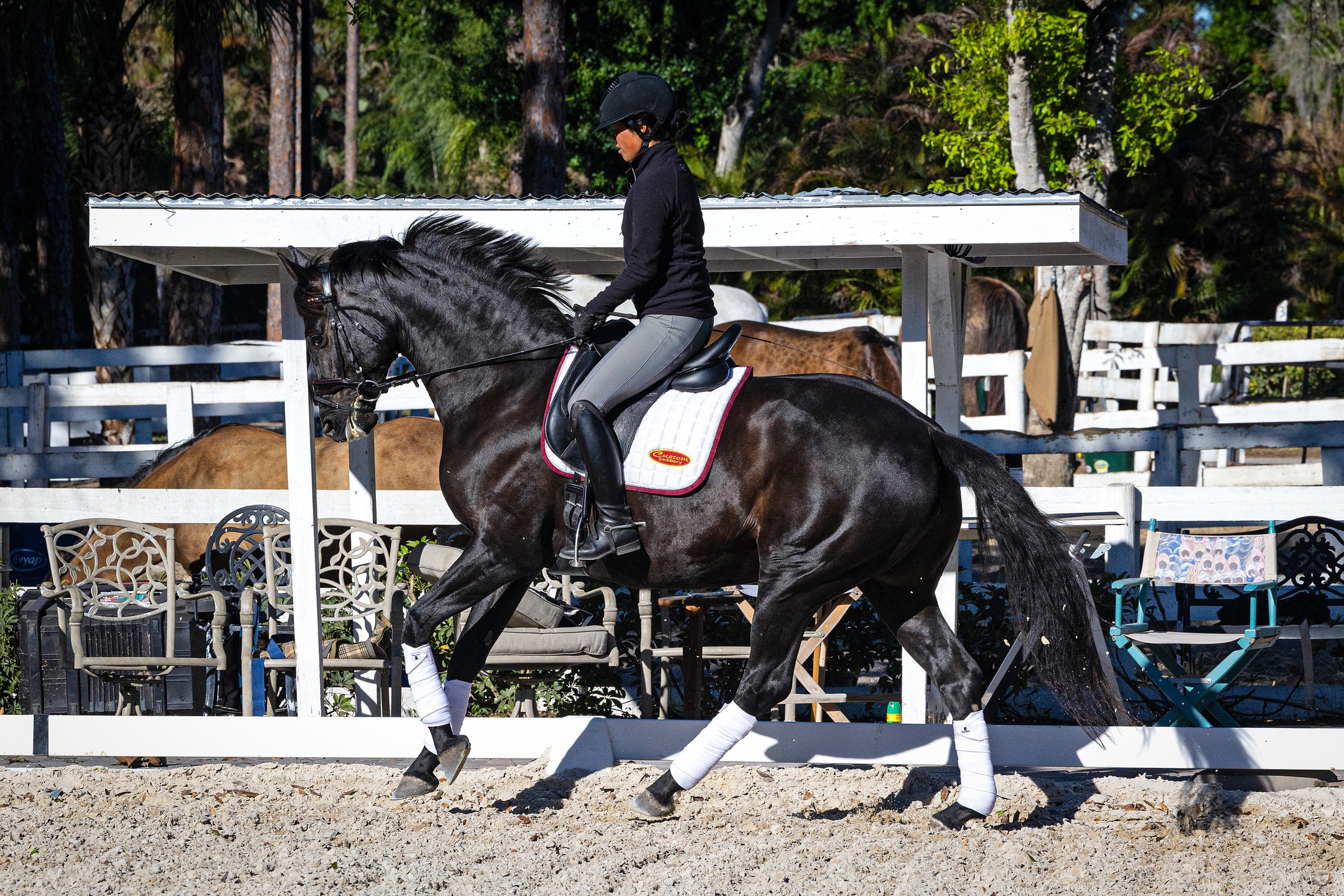 Domino QC (Dante Weltino OLD x Florencio x Jazz x Wanroij) — how nice to see this young mare for the first time since she was a weanling. GOV Premium and Top Foal of her inspection, now developing up the levels in a good way and she also produced a super Bon Coeur colt two years ago.
#quanticosporthorses #equine #horses #horsesofinstagram #breedingwithapurpose #breedingforthefuture #dressage #dressagehorse #oldenburg #germanoldenburg #danteweltino #danteweltinoold #florencio #oldenburgerpferde #oldenburgerpferdezuchtverband #germanoldenburg