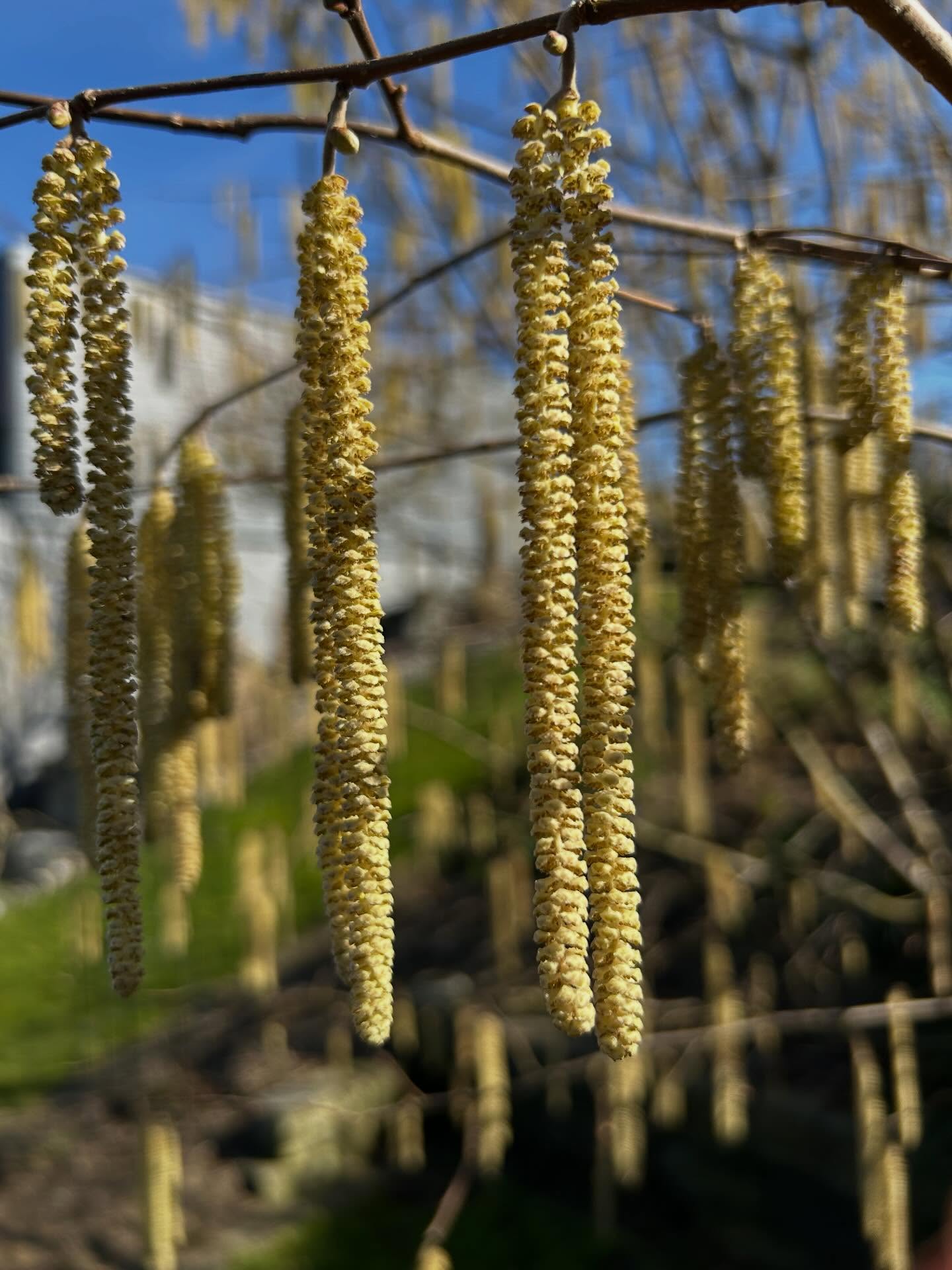 In unserem Garten wachsen nicht nur Pflanzen, sondern Geschichten…
Die Haselnuss‑Zotteln tanzen im Wind, als hätten sie ihr eigenes kleines Leben – unperfekt, verspielt, wunderschön.
Und während manche meinen: „So etwas pflanzt man doch nicht…“ denke ich mir: Doch. Genau das.
Weil ein Garten nicht perfekt sein muss – nur echt 🌾🤎
#haselnuss #gartenliebe #naturmagie #gartenparadies #natürlichschön