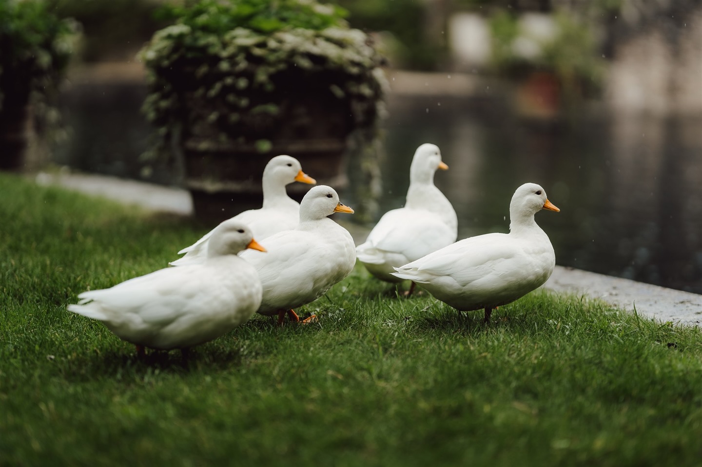 Just posting this as it’s so relevant to the weather 💦 Also they are just so cute and the wedding photos need some spaces up on the grid.
Side note, can someone please tell me how the ducks are so white when the water is SO blue at @euridge_ 😅 It was a mystery to me the entire time!
#weatherforawedding #wetwedding #wedding #ducks #euridgemanorwedding weddingphotographer