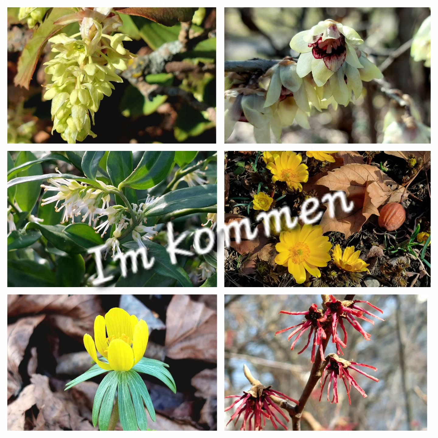 Es wird.... juhuuuuu... Frühling is coming.
#verenas_pflanzentanz
#frühlingsblüten
#botanischergartenwien #frühlingimgarten
#frühlingsboten