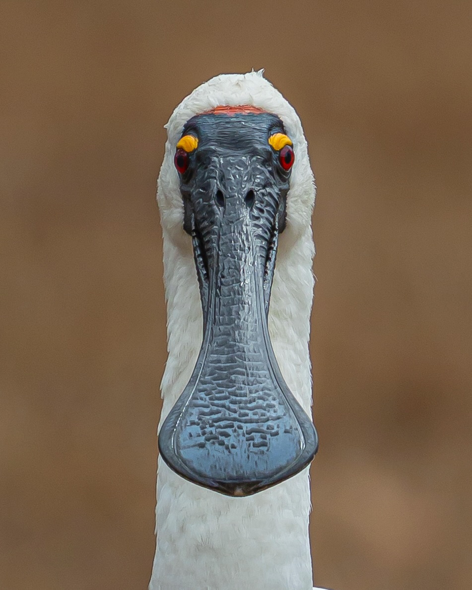 Unlike other Royals, the Royal Spoonbill isn’t hiding secrets on a private island.
Its only cover-ups are mud, feathers, and a very committed fishing technique.
#wildlifephotography #birdsofinstagram #royalspoonbill #ausgeo #canonaustralia