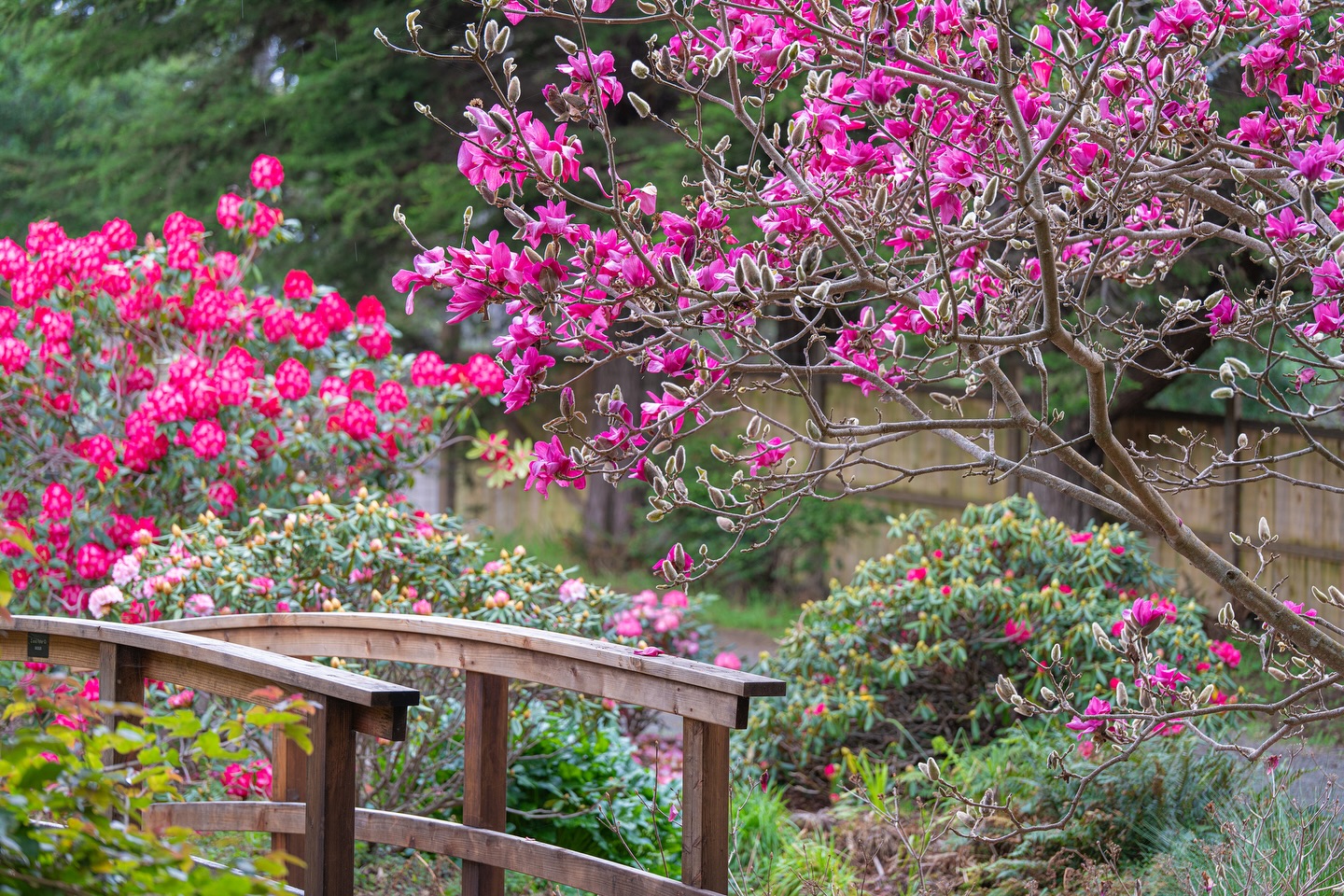 Help Mendocino Coast Botanical Gardens bloom all the way to the top in the USA TODAY 10Best Readers’ Choice Awards for Best Botanical Garden. Voting ends March 9... We hope you will keep voting every day. It takes less than a minute!
🌊🌿 Find the voting link in our bio or on our website.
Every vote increases visibility for the Gardens and for our entire coastal community. Please share the link with friends, family, neighbors, garden clubs, and anyone who appreciates extraordinary beauty along the Pacific.
📸 Photo by MCBG Member, Rico Tinsman @uppersac
Magnolias are unfurling, and rhododendrons are bursting into brilliant color throughout the Gardens. The fragrance alone is worth the visit. Do not miss this spectacular spring show. Come stroll, breathe deep, and soak it all in.