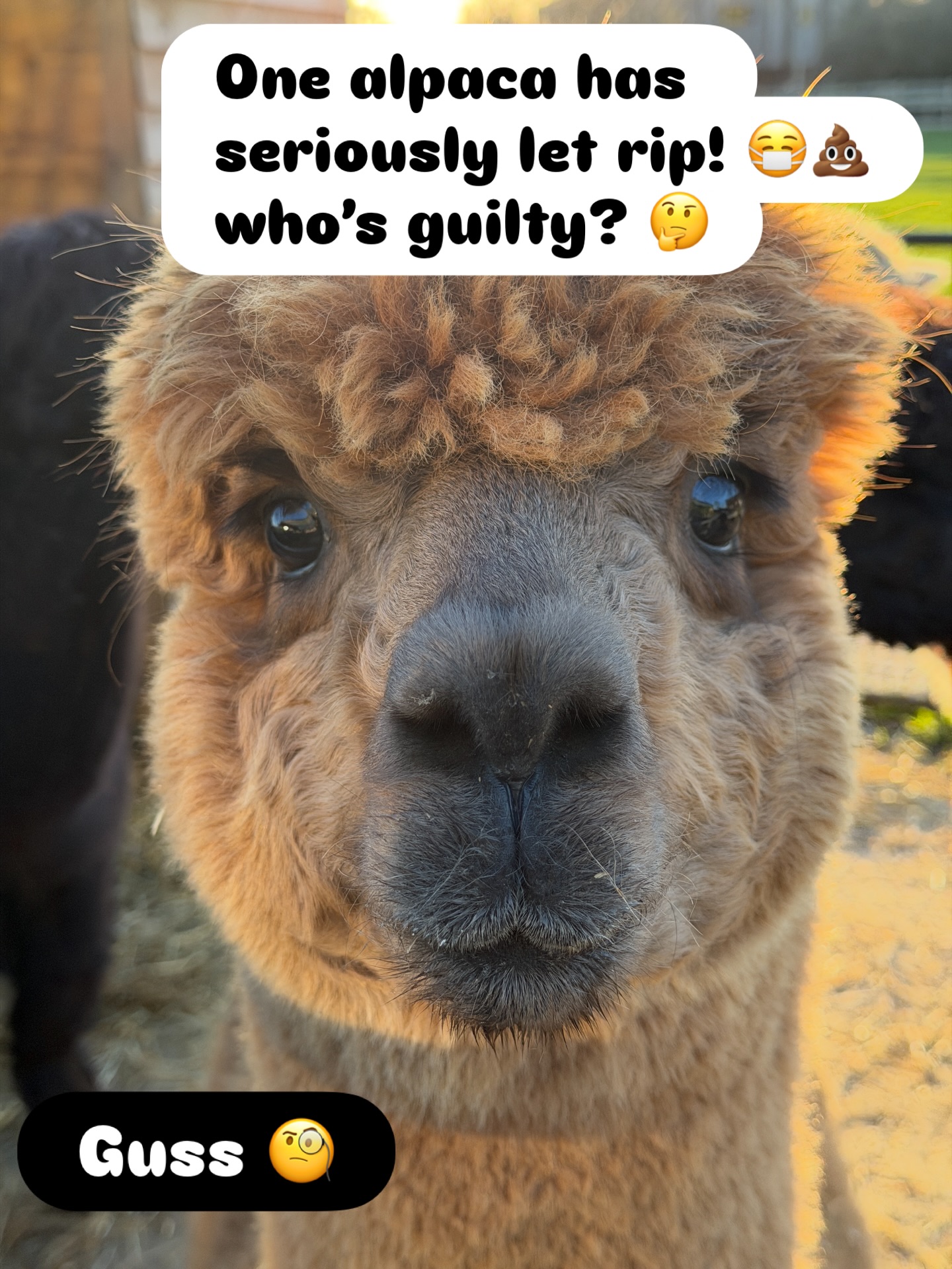 Who’s the culprit here!?
.
#alpacafun #walkingalpacas #wiltshirealpacas #countrylife