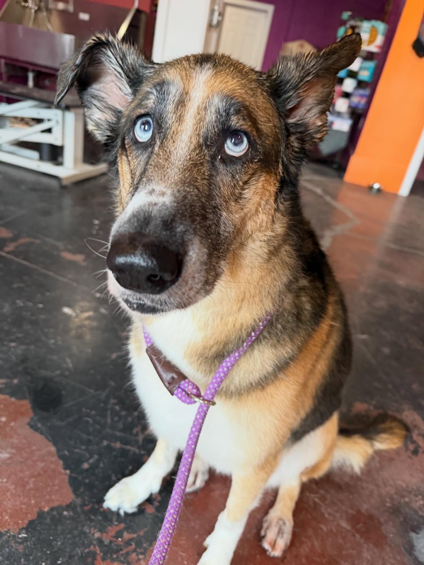 I was literally just saying the other day that we needed a self dog wash in our neighborhood… and then Grit City Canine opened last week!
I took Coconut in today to give her a bath so I didn’t have to bend over our tub at the house and deal with the massive cleanup after blow drying her. If you’ve ever bathed a husky/shepherd mix, you know exactly what I mean. 😅
The owner is well-versed in the dog care and grooming world and has worked in both dog care and grooming salons. Like me, she saw the need for this kind of service in our area and decided to make it happen.
A few things I really liked about the setup:
• Three tubs, including one in a more secluded corner if your dog needs space or low interaction
• Actual high-velocity dryer (not common at self washes and a huge plus for double-coated dogs)
• Hydraulic grooming tables
• Good quality soaps and washing tools
• A small retail section as well
Pricing is really reasonable too:
• Self Wash: $25
• “Rinse & Run”: $15
• Nail Trims: $20
We had a great conversation while Coconut got her bath, and the whole experience was super easy and convenient.
If you’re nearby and tired of wrestling your dog into the bathtub at home, this is definitely worth checking out.
📍 6310 E. McKinley Ave, Tacoma WA 98404
You can also book online at GritCityCanine.com @gritcitycanine