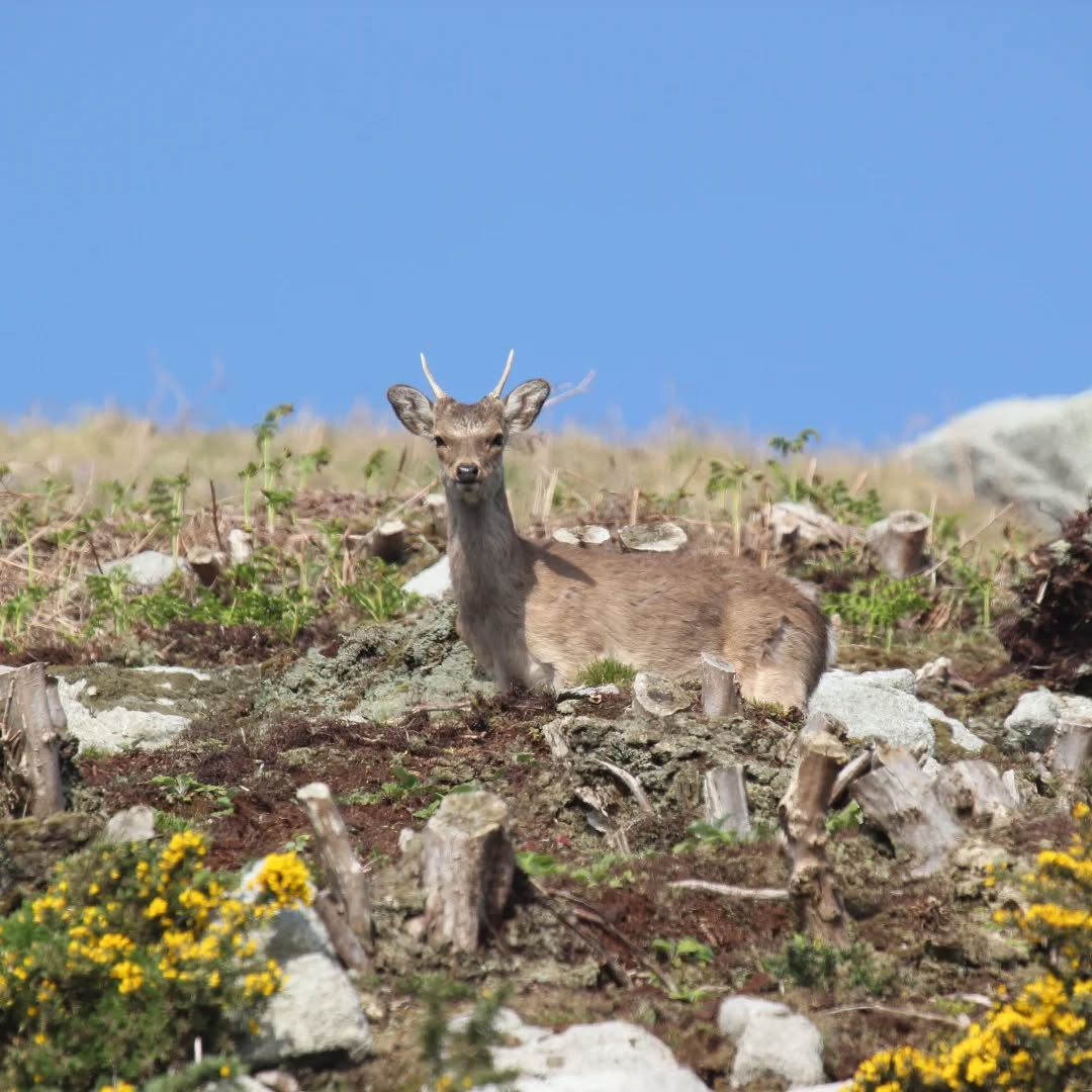 A young male sika deer on Lundy.
#islandwildlife #guidedwildlifewalks #sikadeer #lundyisland #lundywildlife