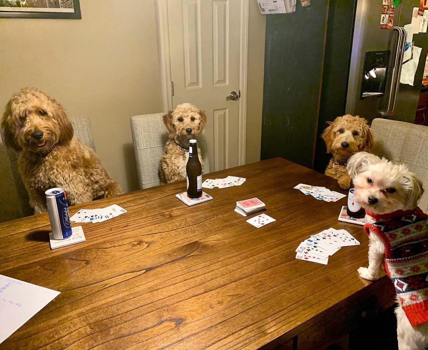 Happy Friday! These pups are celebrating Pet Appreciation Week by doing as their humans do! š„³ #TGIF #MBPAW