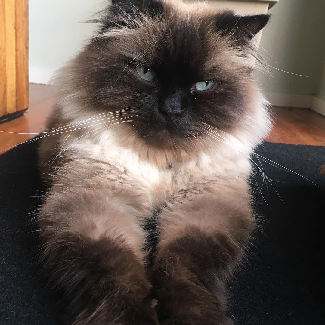 Those eyes! ❤️ Aberdeen ❤️ #cat #ragdoll
#catsofinstagram
#catsofbrisbane #adorable #instacat#chasingtailsbrisbane