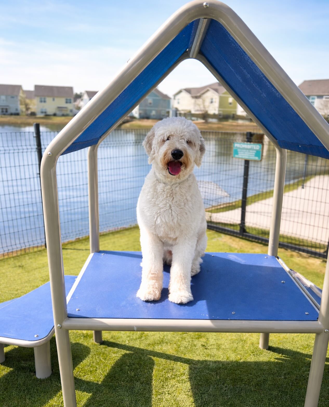 Pet of the Month 🐾
Meet Brooks! He loves calling College Town home and spends most of his free time hanging out at the dog park, soaking up the sunshine and making new furry friends.
And don’t forget… we don’t just have ONE dog park, we have TWO! 🐶🌳
#CollegeTownCommunities #LiveWithin