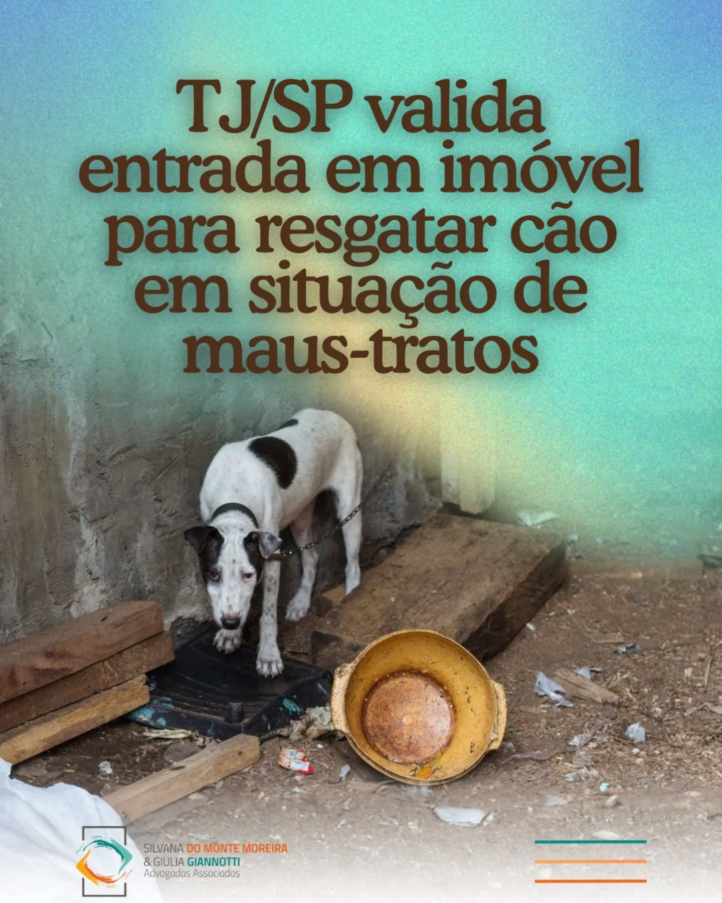 O Tribunal de Justiça de São Paulo manteve decisão que considerou legítima a entrada em domicílio para resgatar um cão vítima de maus-tratos. A 29ª Câmara de Direito Privado negou o pedido da tutora de devolução do animal e de indenização.
O colegiado entendeu que a proteção ao bem-estar animal pode prevalecer sobre o direito de propriedade diante de indícios de abandono e sofrimento. O cão apresentava desidratação, feridas e falta de cuidados básicos. A ação contou com apoio policial e de profissionais habilitados.
O relator ressaltou que o direito de propriedade não é absoluto e encontra limites no dever constitucional de proteção à fauna (art. 225). Também foi aplicada multa por litigância de má-fé.
Fonte: Migalhas
bit.ly/4u8dHzk