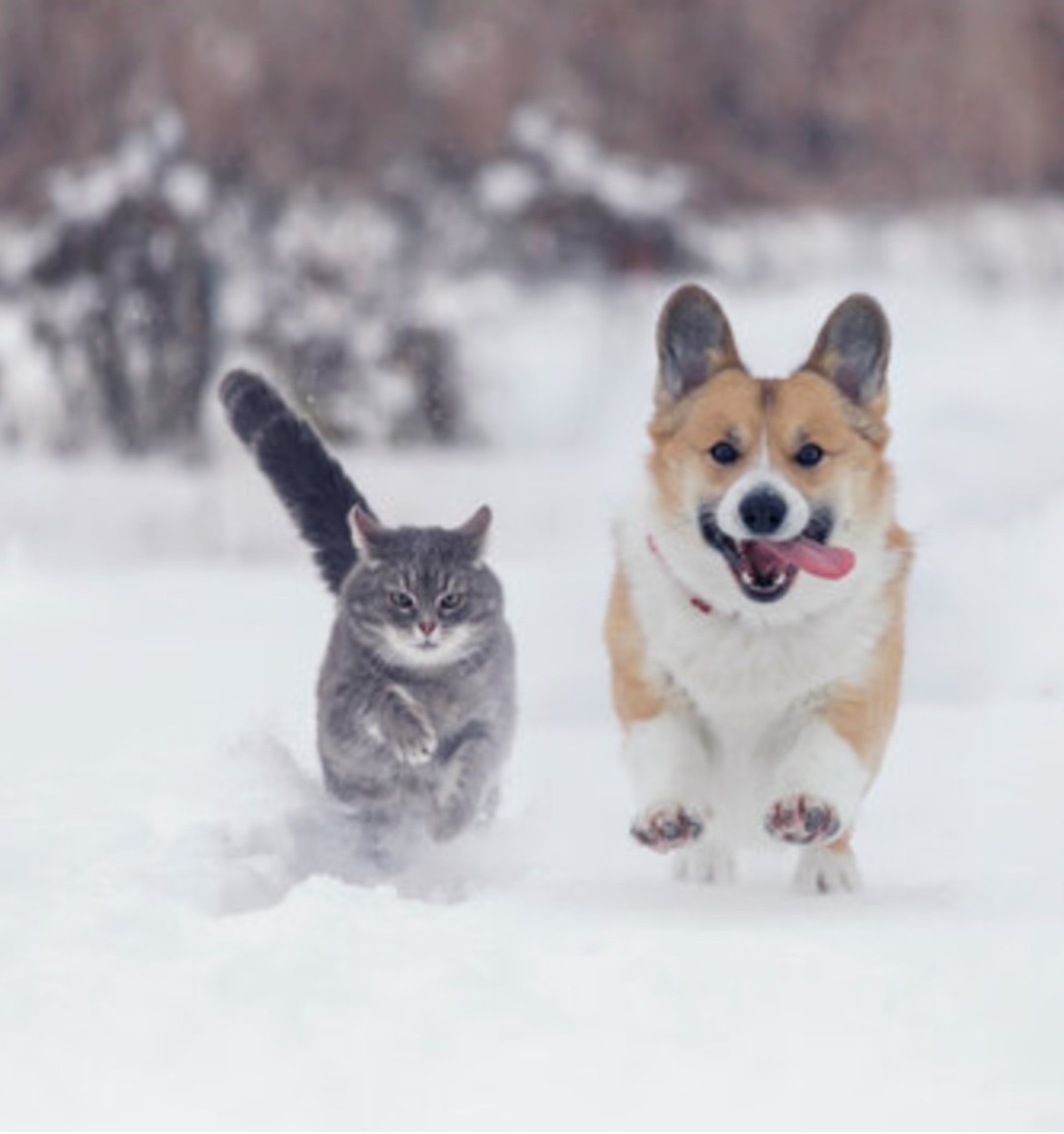 Cold weather can be tough on aging dogs and cats, but a few small adjustments can keep them safe and comfortable.
🐾 Support joints: Warm, padded bedding, non‑slip rugs, and ramps help reduce strain.
🐾 Shorter outings: Senior pets get cold fast — keep walks brief and bundle them up.
🐾 Protect paws: Wipe after walks and use paw balm to prevent irritation.
🐾 Make home cozy: Warm, easy‑to‑reach resting spots and night lights help older pets navigate.
🐾 Monitor food & water: Watch for appetite or weight changes.
🐾 Notice subtle shifts: Stiffness or confusion may mean they need extra support.
🐾 Keep them engaged: Gentle play and puzzles help keep minds active.
A little extra care goes a long way for our senior companions. 💙
#petcare #missionanimalhospital #wintercare