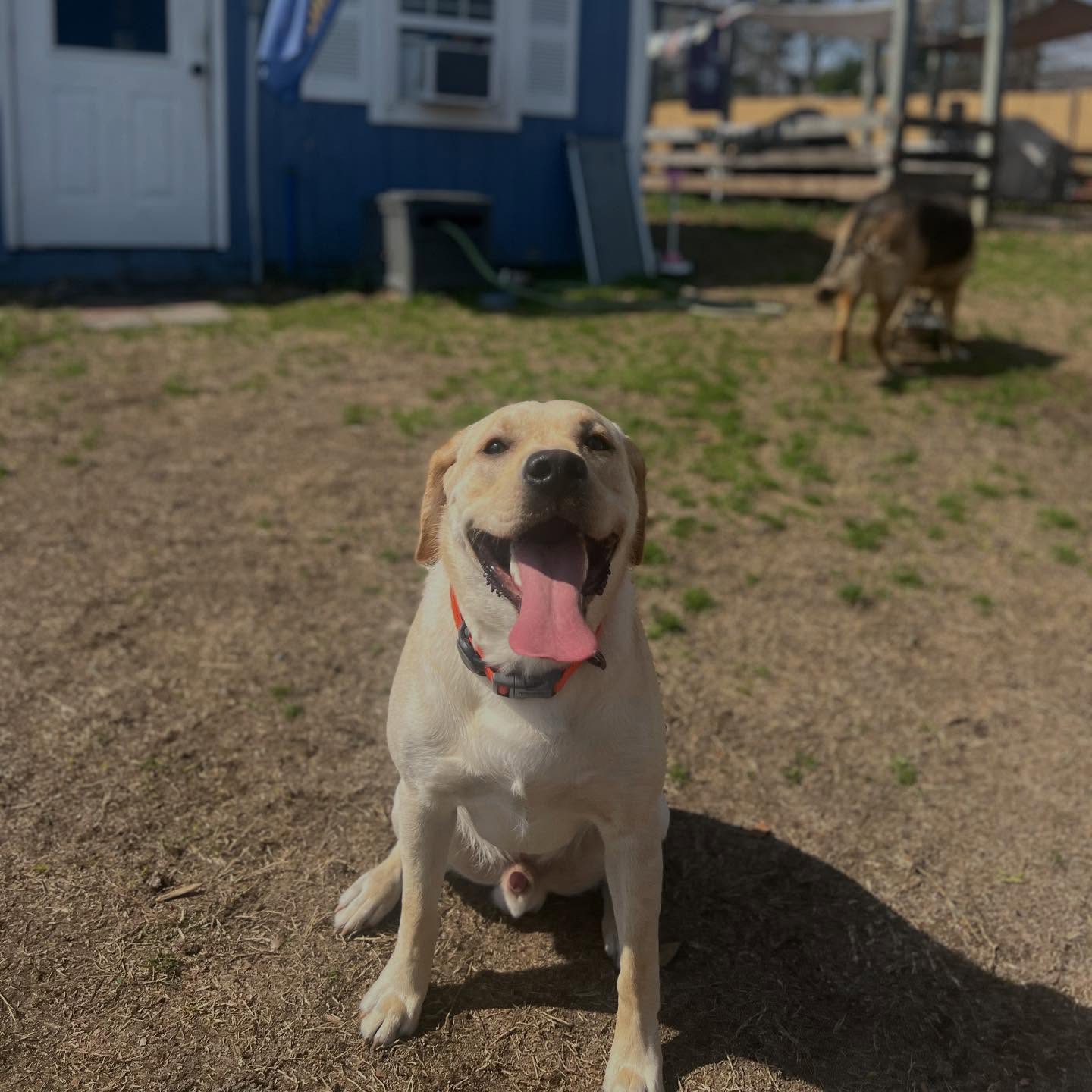 Welcome to our newest student Mzanzi! This happy boy is loving the pack playtime and ready to get to work! 🎓🐶🙌