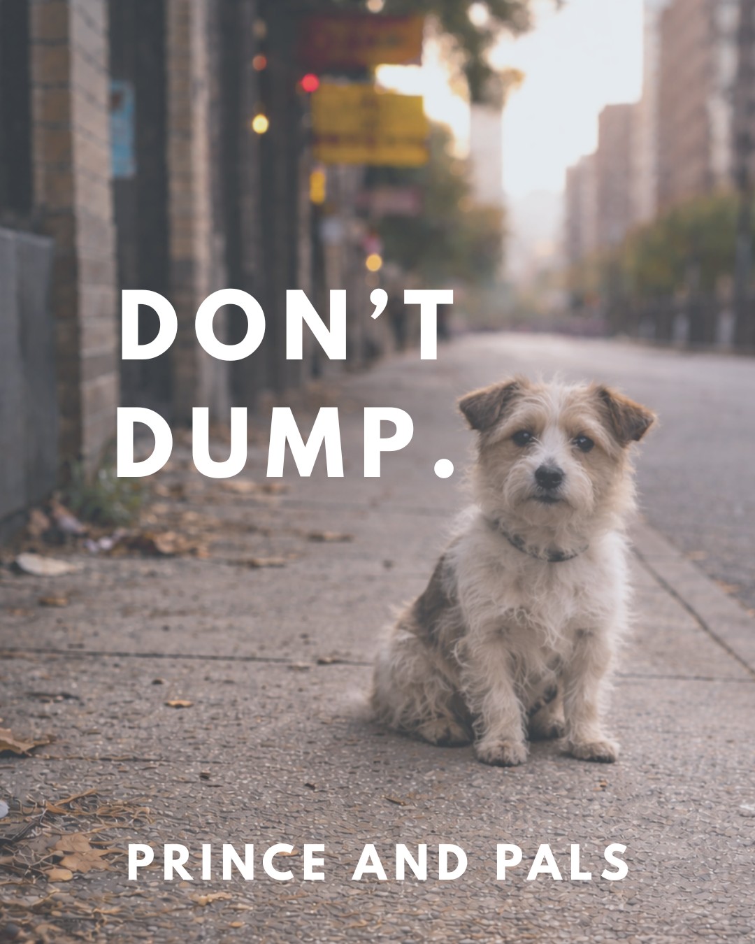 There are safe, humane ways to rehome when truly necessary.
Leaving an animal to fend for itself is not one of them. It’s cruel and unnecessary.
#princeandpals #dontabandon #dogs #dogrescues #dogrescue #rescue #adopt