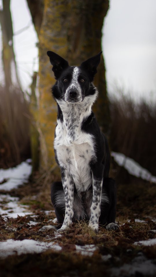Have I told anyone how much I adore this dog? 😭😍😜 He's so fun! Always jumping and bouncing out of excitement whenever he knows it's his turn to train and we go out to the training hall🫶
#dogdancingfreestyle #dogdancing #dogtricks #dogtraining #bordercolliesofinstagram