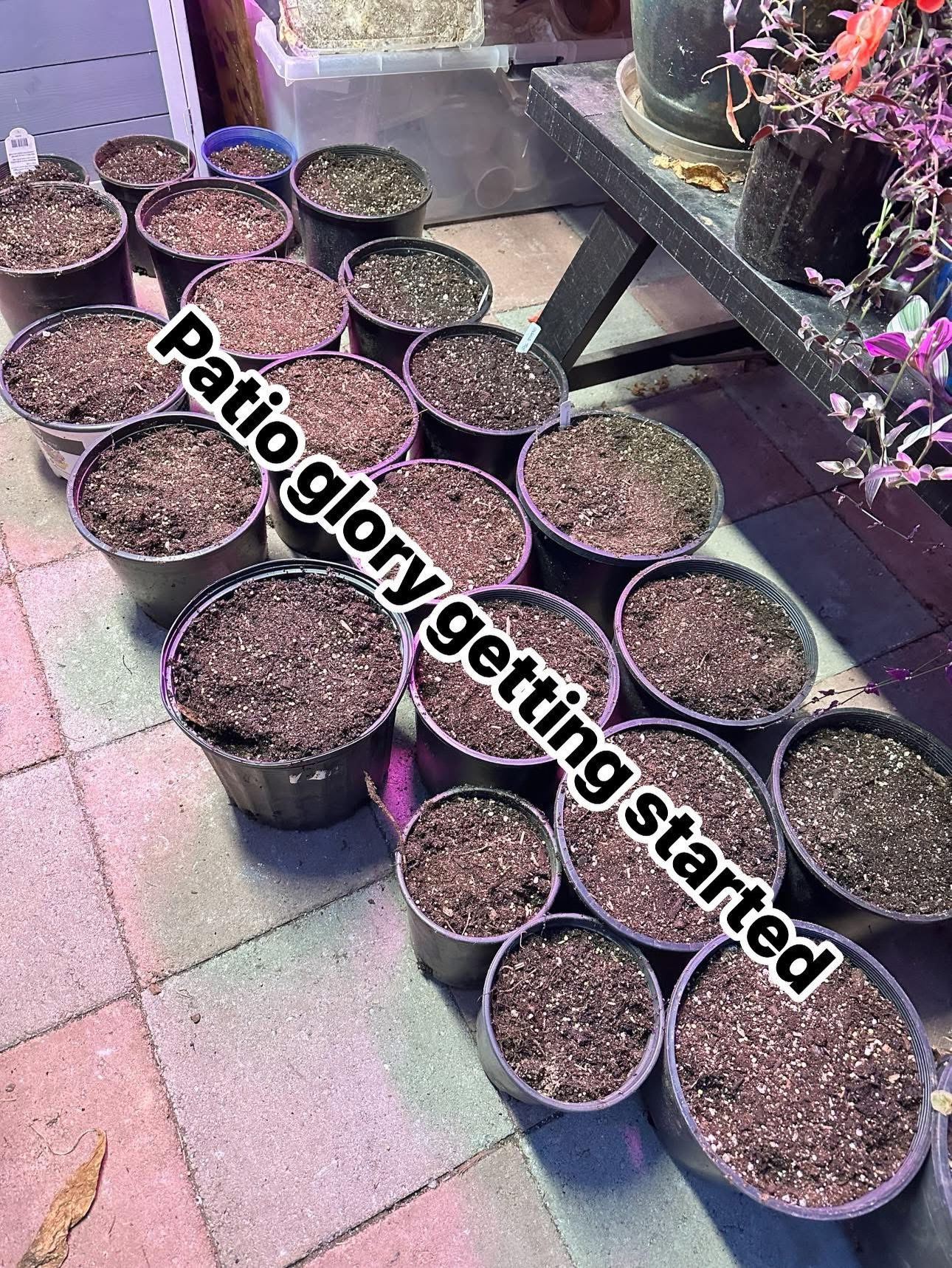 February in the Northwest means one thing in my world: planning a summer patio overflowing with tuberous begonias. Big leaves. Ridiculous blooms. Zero regrets.
If you want a show-stopping display in May, this is your window.
Consider this your annual reminder: February is the ideal time to pot up tubers you lifted last fall — or move dormant potted tubers into warmth. And if you “accidentally” come home with a few new flashy tubers, you’re just committing to excellence.
Here’s the proven timeline and process:
Timing Matters
• 4–6 weeks for tubers to sprout
• Another 4–6 weeks to reach blooming size
• February start = May flowers
Potting & Early Stage
• Pot in barely damp soil (not wet)
• Provide consistent warmth
• No heavy watering while dormant
Once Sprouted
• Move into bright light
• Keep soil barely damp, never soggy
• Good airflow, steady conditions
Feeding
• When a couple strong leaves form, begin fertilizing at 1/4 strength
Finishing Strong
• After all danger of frost, harden off gradually
• Stage them on the patio and let them steal the show
Summer patios aren’t accidental. They’re started in February.
#TuberousBegonias #PacificNorthwestGardening #BegoniaSeason #PatioGardenGoals #GrowWithIntention