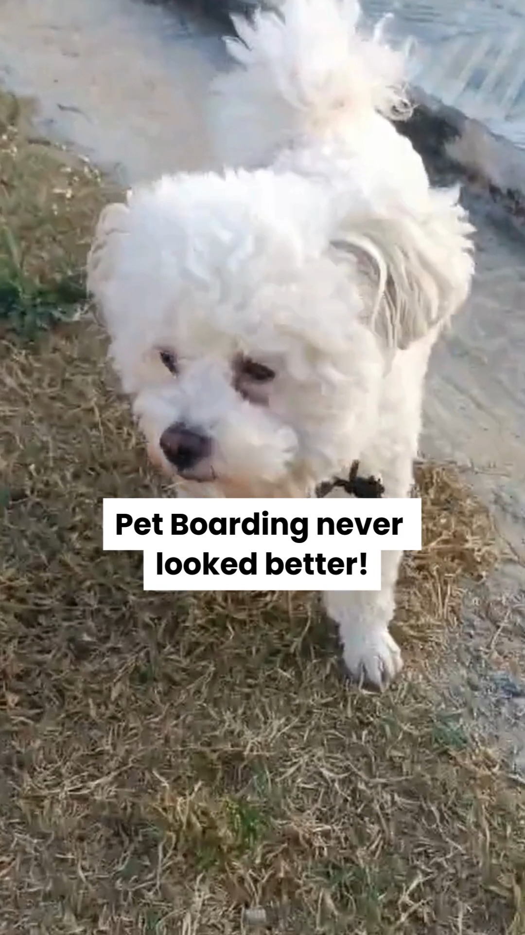 Not a kennel. Not just pet boarding. A full-blown vacation for your pets.
Wide open spaces, supervised playtime, refreshing swims, cozy rooms, and lots of love from a trained team — Cessna Pet Retreat is where pets come to relax, explore and have the time of their lives while you’re away.
Because when your pets stay with us, it’s not just care… it’s a retreat. 💚
📞 Planning your pet’s next boarding? Call 76196 34627 to book their stay at Cessna Pet Retreat.
#cessnalifelineveterinaryhospital #cessnalifeline #20yearsofcessnalifeline #cessnapetretreat #petboardingindia #petvacation #dogboarding #petresortlife #dogsofindia #petparentsindia