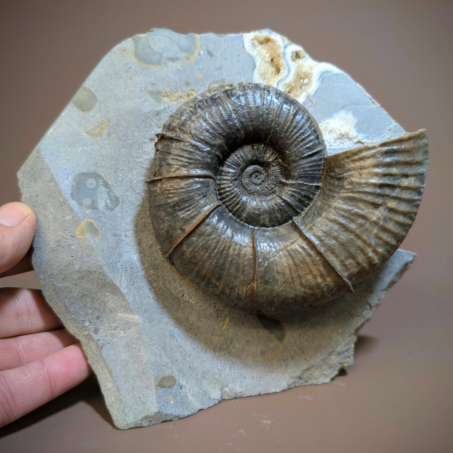 Lytoceras from the Jurassic of Eype are quite difficult to find. This 4-and-a-half-inch specimen is quite a nice example and has several inflated ribs. Also present is some calcite crystals that often fills the air chambers of ammonites preserved in calcite.
#fossils #ancienthistory #paleontology #ammonite #jurrasic
