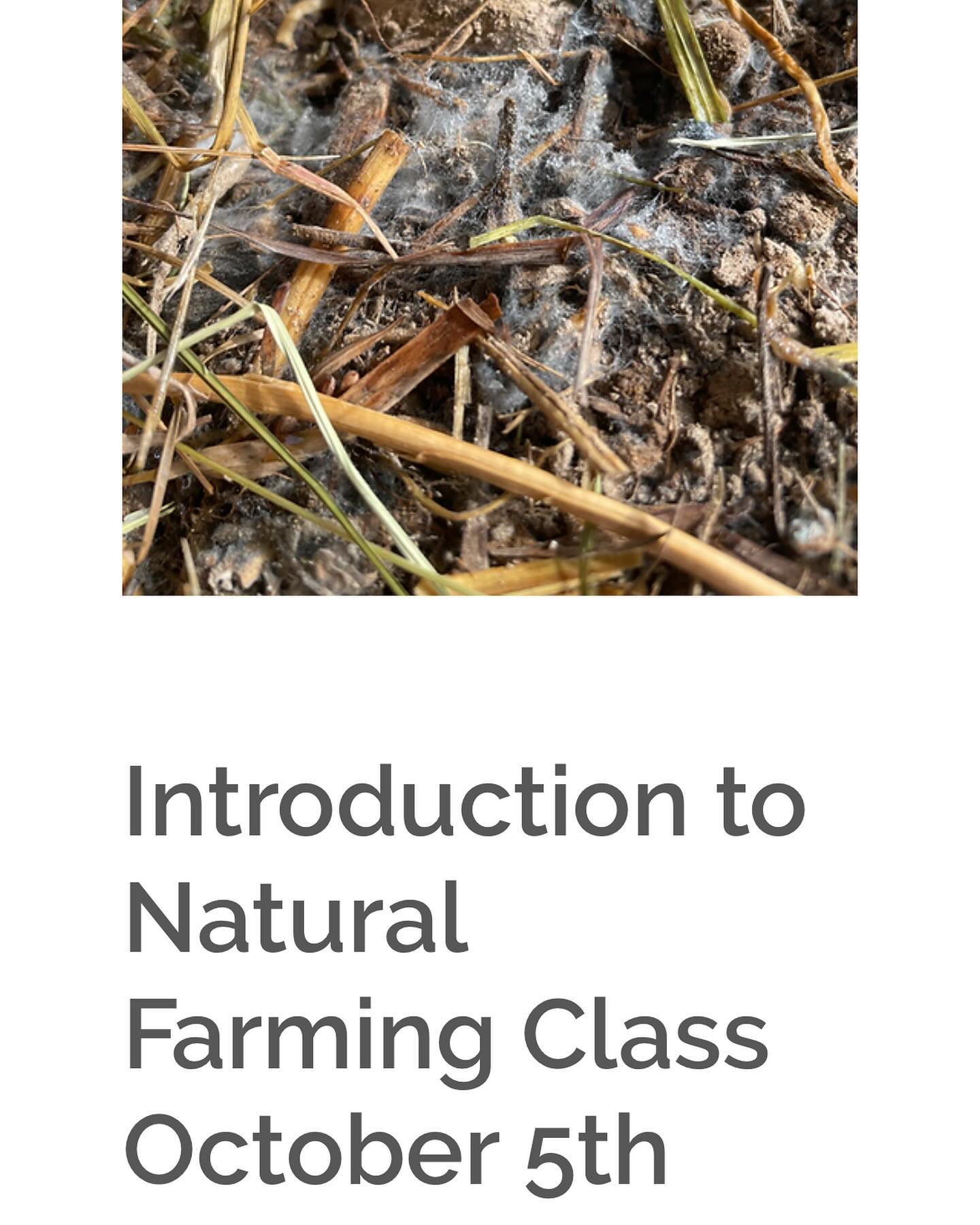 This is a one day Introduction to Natural Farming class held on Saturday October 5th 2024 in Gettysburg, PA. I will go over some philosophy, IMO, how and when to spray different plants, input preparation and application. We’ll start an IMO3 pile that day so students can feel proper moisture content and I’ll have another pile that is already cooking so that the smell can be memorized. Starts at 10am and lunch is included. Limited to 10 tickets.