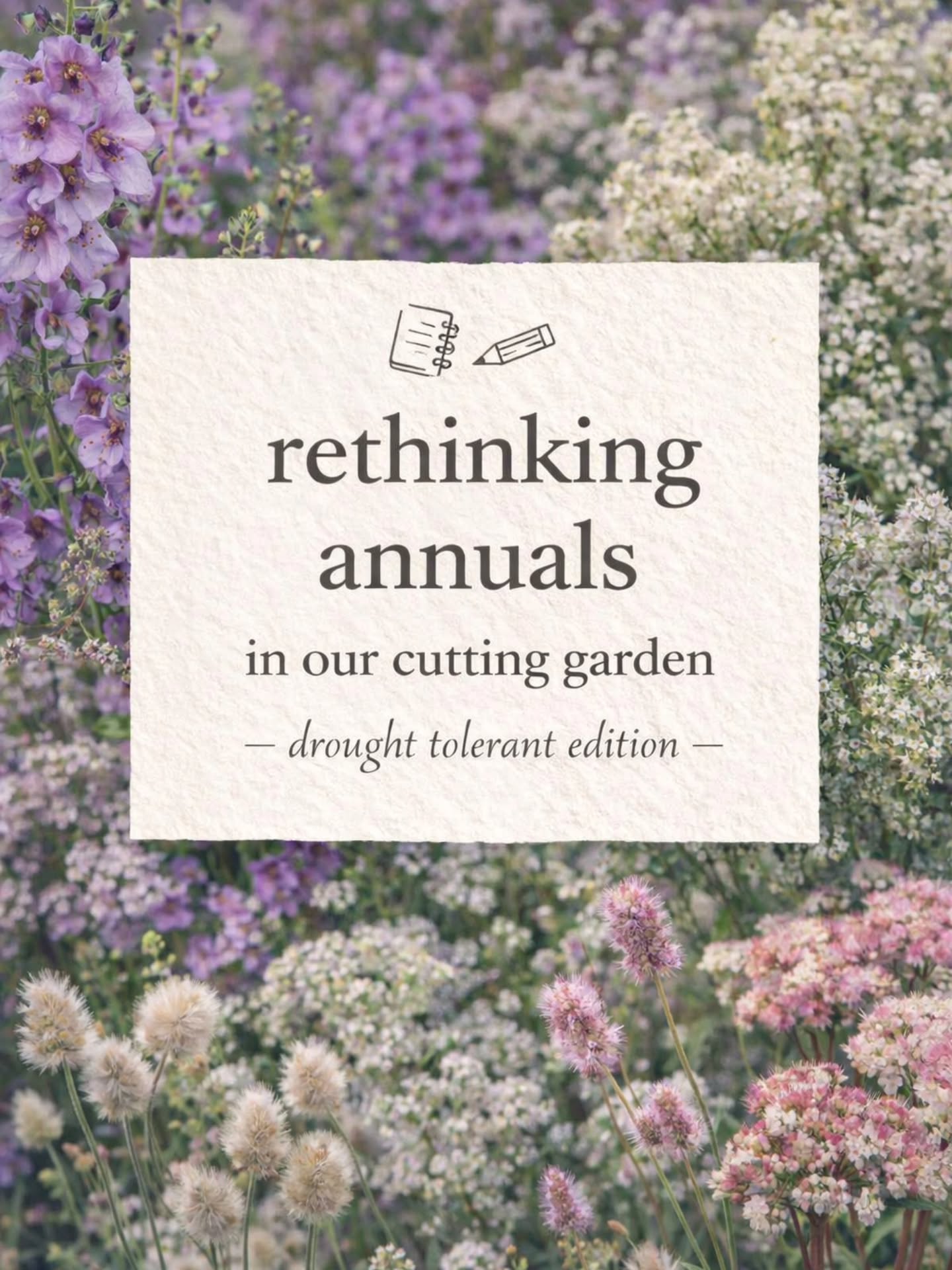 Alongside adding more perennial cut flowers, we’re also trying to reduce how much watering our garden relies on.
Summers are getting hotter, hosepipe bans are more frequent, and honestly — summer is when we’re busiest with kids, holidays, and life outside the garden.
When we do water, we focus on the main characters (the dahlias).
Many of these were suggestions from your comments on our previous post — and we’re so grateful.
We’d love to hear more — what drought-tolerant cut flowers have worked well for you?
Photo sources tagged — thank you for the inspiration 🌿