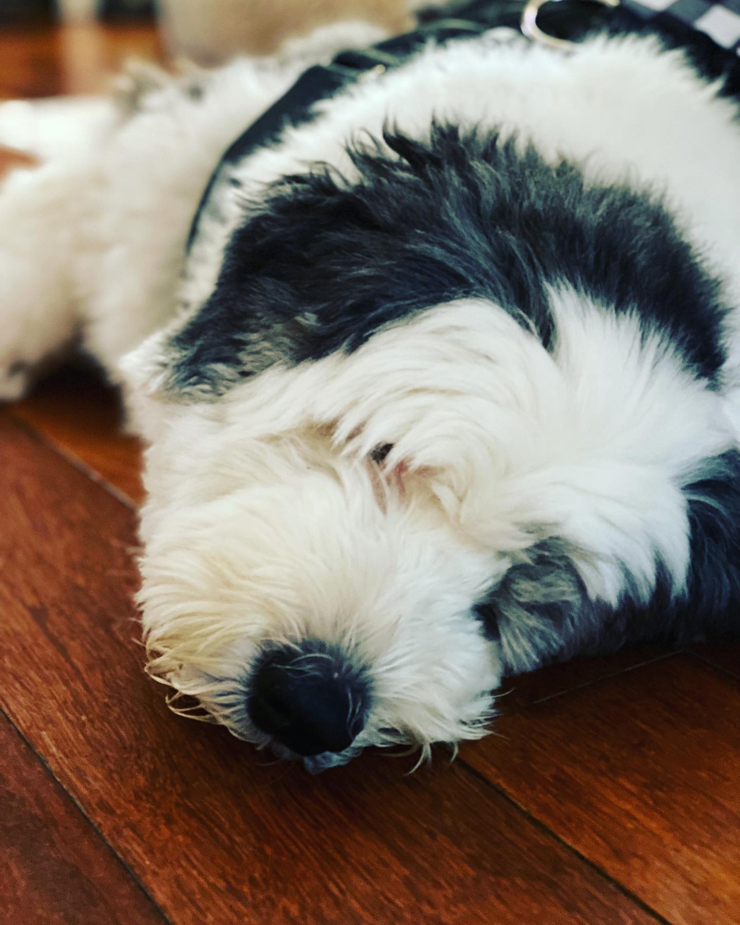 Finally, after 12 weeks of recovery following knee surgery, Waffles is cleared for normal activity! So far, normal snoozing activity… vet visits are exhausting! Maybe tomorrow…