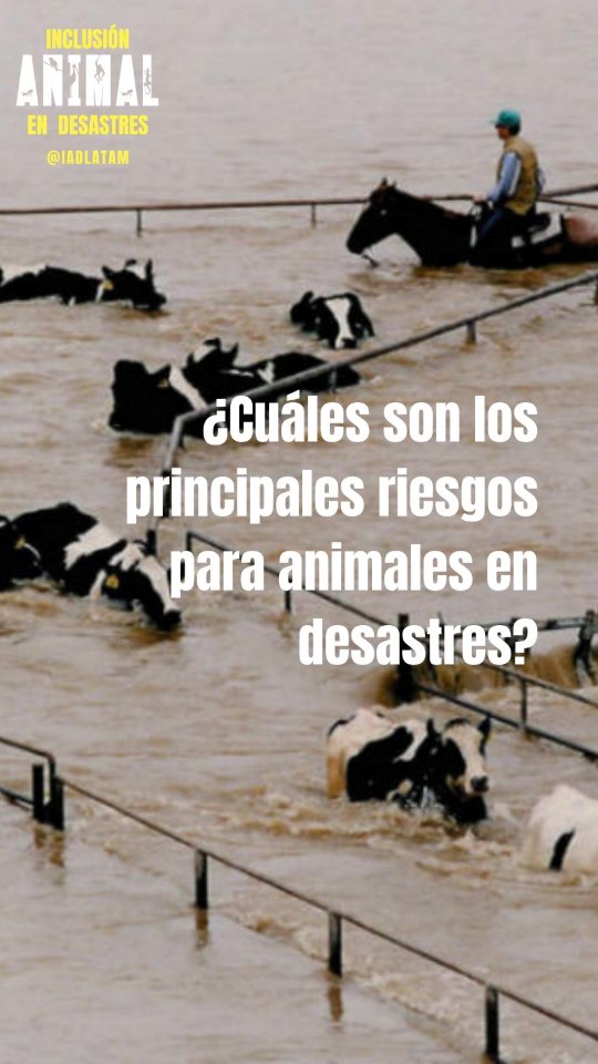 🚨 EN UNA EMERGENCIA, TUS ANIMALES ENFRENTAN 6 RIESGOS MORTALES (Y TÚ PUEDES EVITARLOS)
En este video, te explico los 6 peligros más críticos que amenazan a tus animales durante desastres —y cómo prepararte HOY para protegerlos:
🔴 Falta de evacuación: ¿Sabes adónde llevar a tus animales si hay una inundación o incendio?
💧 Escasez de agua y alimento: Deshidratación e inanición pueden matarlos en menos de 48 horas.
🦠 Enfermedades y brotes zoonóticos: El estrés y el hacinamiento disparan epidemias (¡y ponen en riesgo TU salud!).
🩹 Lesiones y falta de atención veterinaria: Heridas sin tratar = infecciones, sufrimiento y pérdidas económicas.
🚨 Pérdida de control y seguridad: Animales sueltos en pánico pueden causar accidentes o perderse para siempre.
💔 Impactos en su vida y tu recuperación: Perder un animal no es solo un golpe emocional, para algunas personas es perder su ingreso, su alimento y años de trabajo.
❤️🩹La buena noticia: Todo esto tiene solución con un plan básico. Si quieres aprender a mitigar estos riesgos, comenta "MITIGACIÓN" y te enviaré una infografía GRATIS con acciones clave para proteger a tus animales antes, durante y después de un desastre.