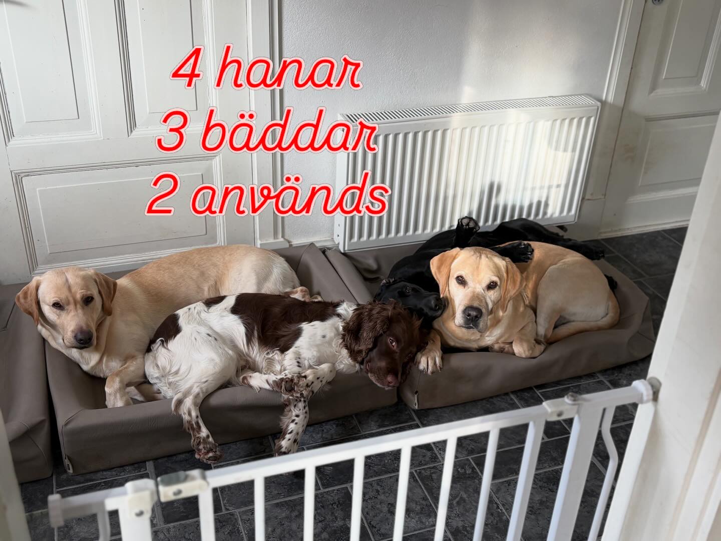 Det finns 3 stora biabäddar. Det finns 4 stora hanar. 2 bäst används. Konstatera att närhet är mysigt och viktig även för stora starka hanhundar 🥰😍 Mer kärlek åt folket och hundarna 😍❤️ #teamolsen #teamolsenforthewin #merkärlekåtfolket #merkärlektillhundarna #ärmanstormåstemanvarasnäll