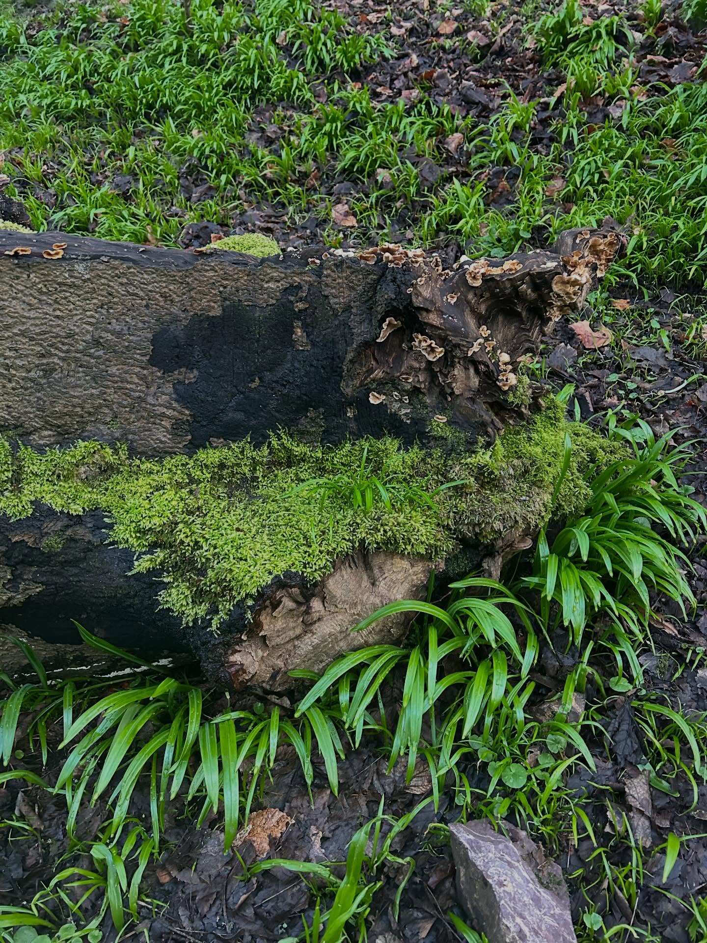 No filters needed for nature.
Noticing the light is enough.
There’s no need to count steps. Just breathe & notice your feet.
#forestbathing #forestbathing🌲🌲🌲 #forestbathingedinburgh #forestbathingscotland