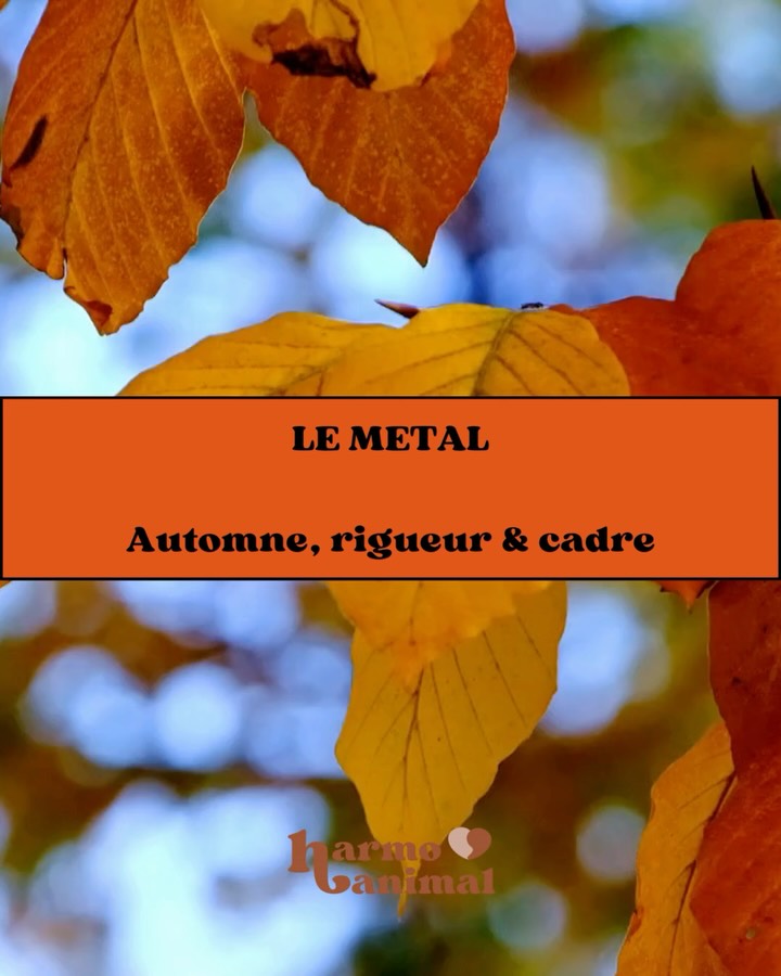 Quatrième élément le Métal, élément qui a besoin de justice, de respect des règles. Il est extrêmement poli, il a besoin qu’on fasse de même avec lui ! Si l’élément de ton animal semble être en déséquilibre contacte moi, cela peut se travailler en kinesiologie ! 🐾✨ #kinesiologie #kinesiologieanimale #bienetreanimal #gironde #merignac