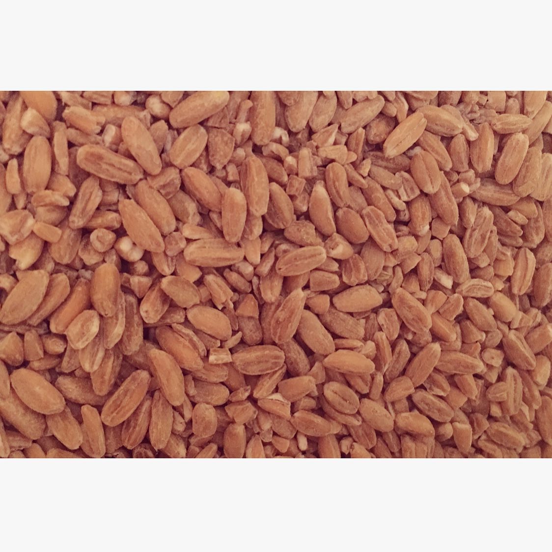 dinkelkörner - wirkt wärmend & entspannend