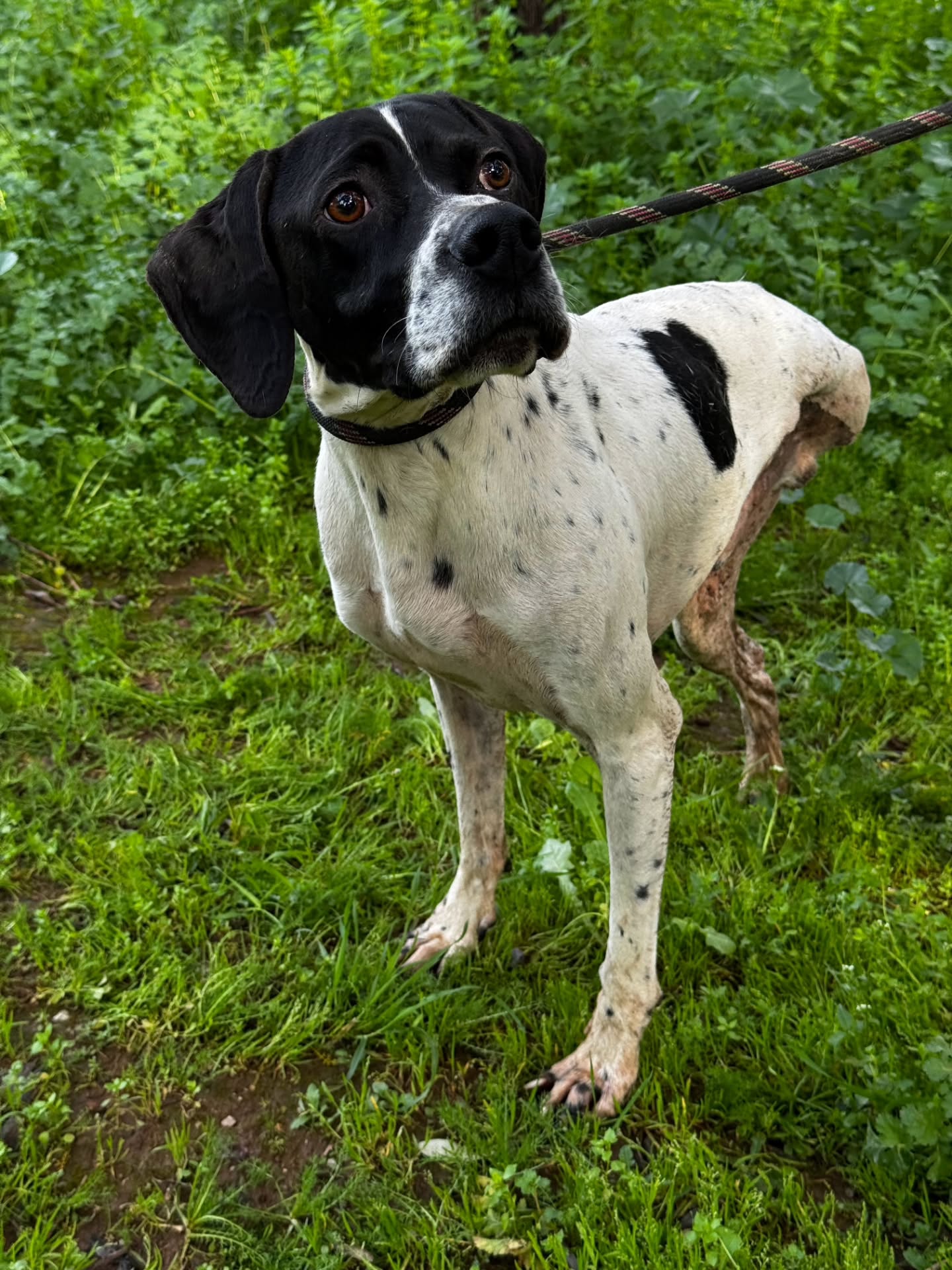 New on our website and available for adoption: tripawd Linus, a dog with so much love to give!
Find out more about him here: www.melezdogrescue.com/linus