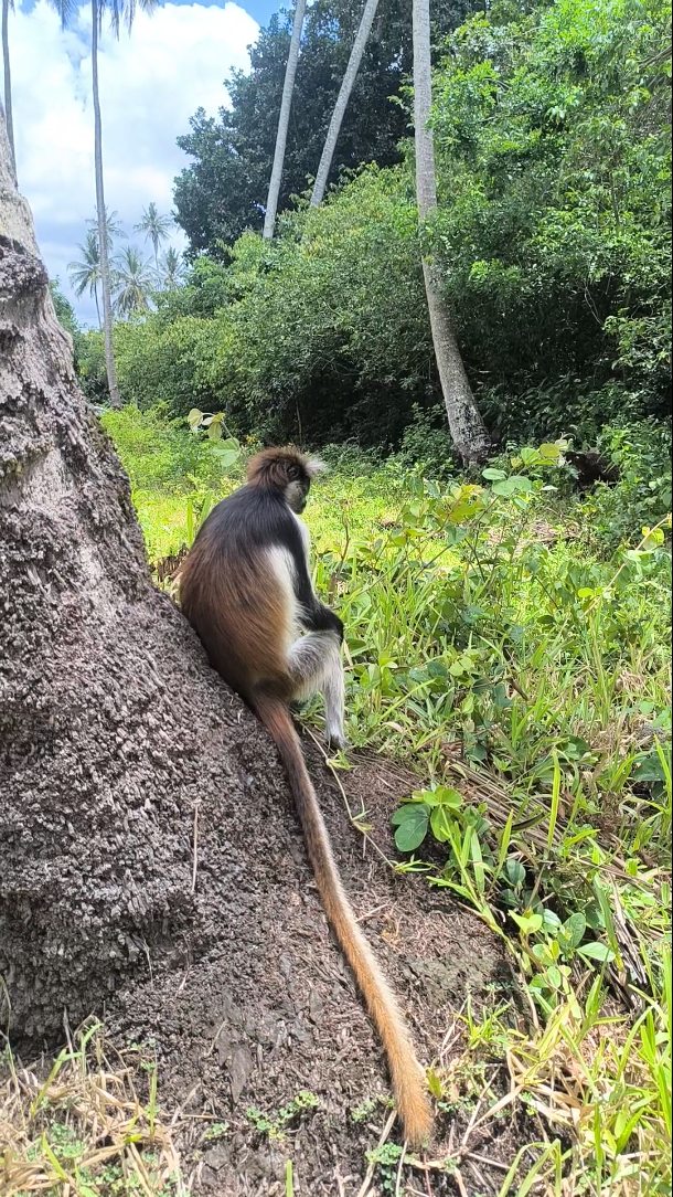 Meet the rare and playful Zanzibar red colobus monkey.
Found only in Jozani Chwaka Bay National Park!
Join our Jozani Forest Tour for nature, wildlife and unforgettable moments in the heart of the island.
📩 Book with us today!
info@cheicheizanzibartour.com
WhatsApp
+255 777814472
#zanzibarredcolobus #naturelover❤️ #zanzibar🇹🇿 #tanzania #cheicheizanzibartour