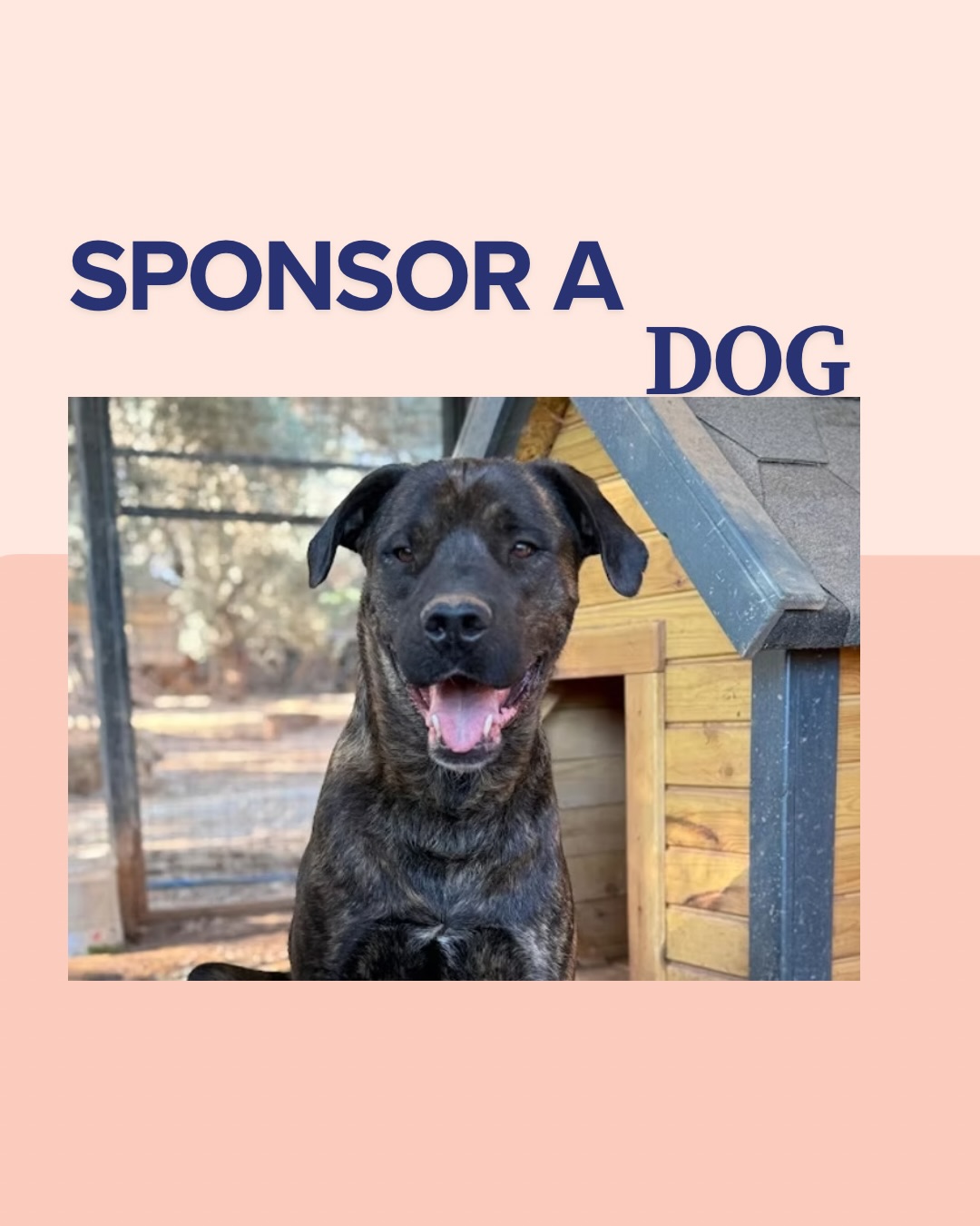 Could you help us with a monthly donation to sponsor one of our long staying residents? They are still waiting for their forever home 🏡
Why do we need your help?
Every week, we find new pups on the streets of Turkey who urgently need help. Our shelter keeps growing, but we can only care for a limited number of dogs at a time. Every time a dog gets adopted, it opens up a space for another one in need.#
Your sponsorship helps us cover food, vet bills, and transport costs and truly makes a difference in the lives of our dogs.
Why sponsor one of our dogs?
At Melez Dog Rescue, founder Lisanne is with the dogs every day. She’s cared for many of them since they were puppies and knows each dog personally, their quirks, favorite toys, and best friends.
When you sponsor a Melez dog, you’ll receive monthly updates with photos, videos, and stories straight from Lisanne. You’ll really get to know your sponsor dog, just like we do!
💛 Make a real difference today, sponsor a Melez dog! 💛
👉 https://www.melezdogrescue.com/sponsor-the-dogs-2
#melezdogrescue #sponsoradog #rescuedog #savealifemakeadifference