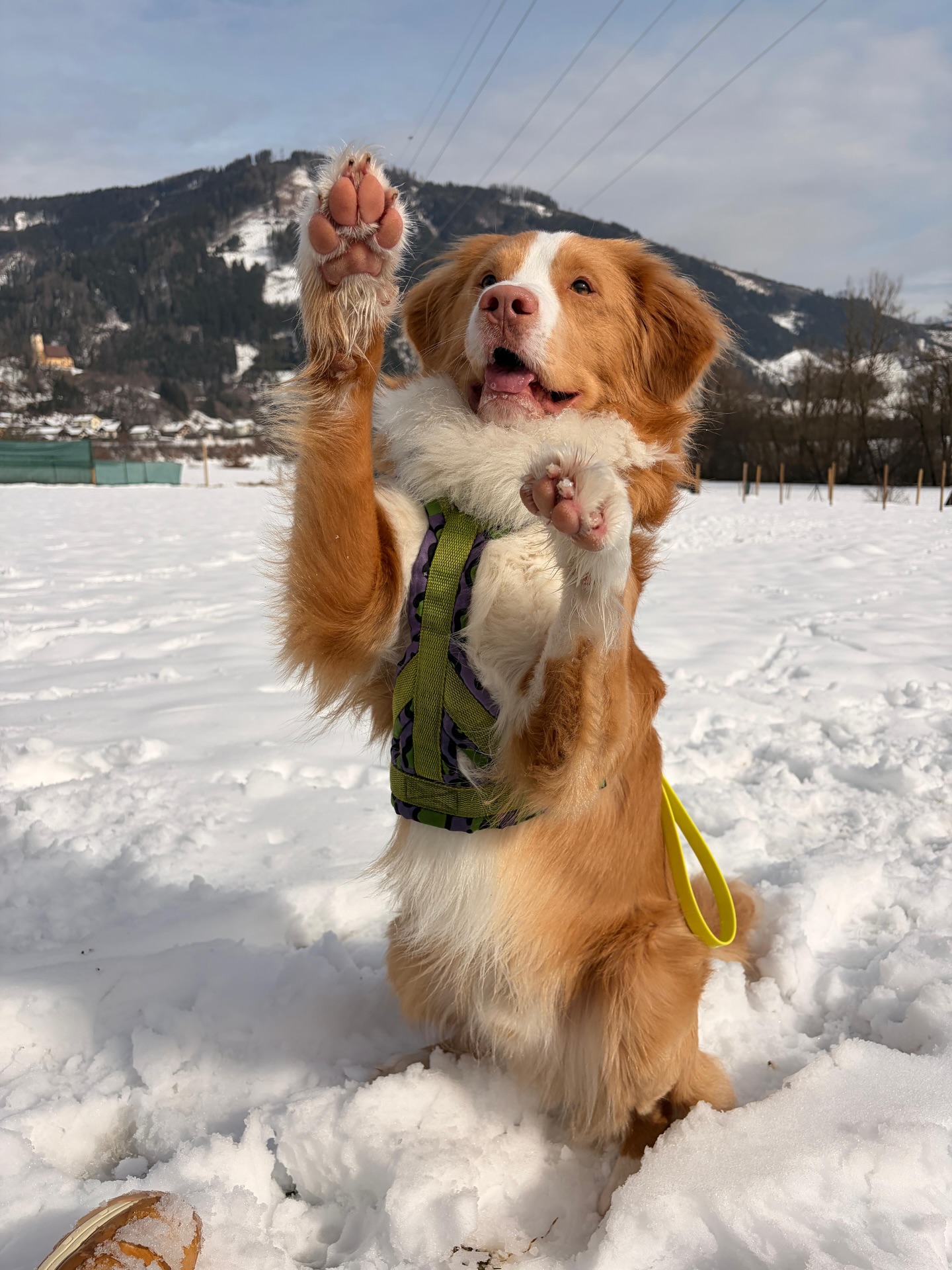 Da hat uns in der Hundeschule nochmal ordentlich viel Schnee erreicht in den letzten Tagen ❄️ die Hunde hatten auf jeden Fall Spaß 🥰
#hundeschule #schnee #hundeerziehung #winter
