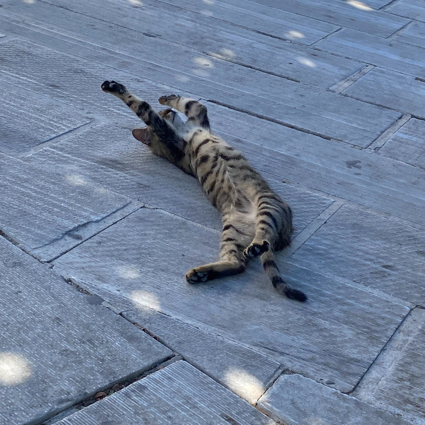 Little cat sleeping on the street in Adamaas, Milos island
#discovergreece
#cyclades
#cyclades_islands
#goinggreece
#travel_greece
#greek
#greece