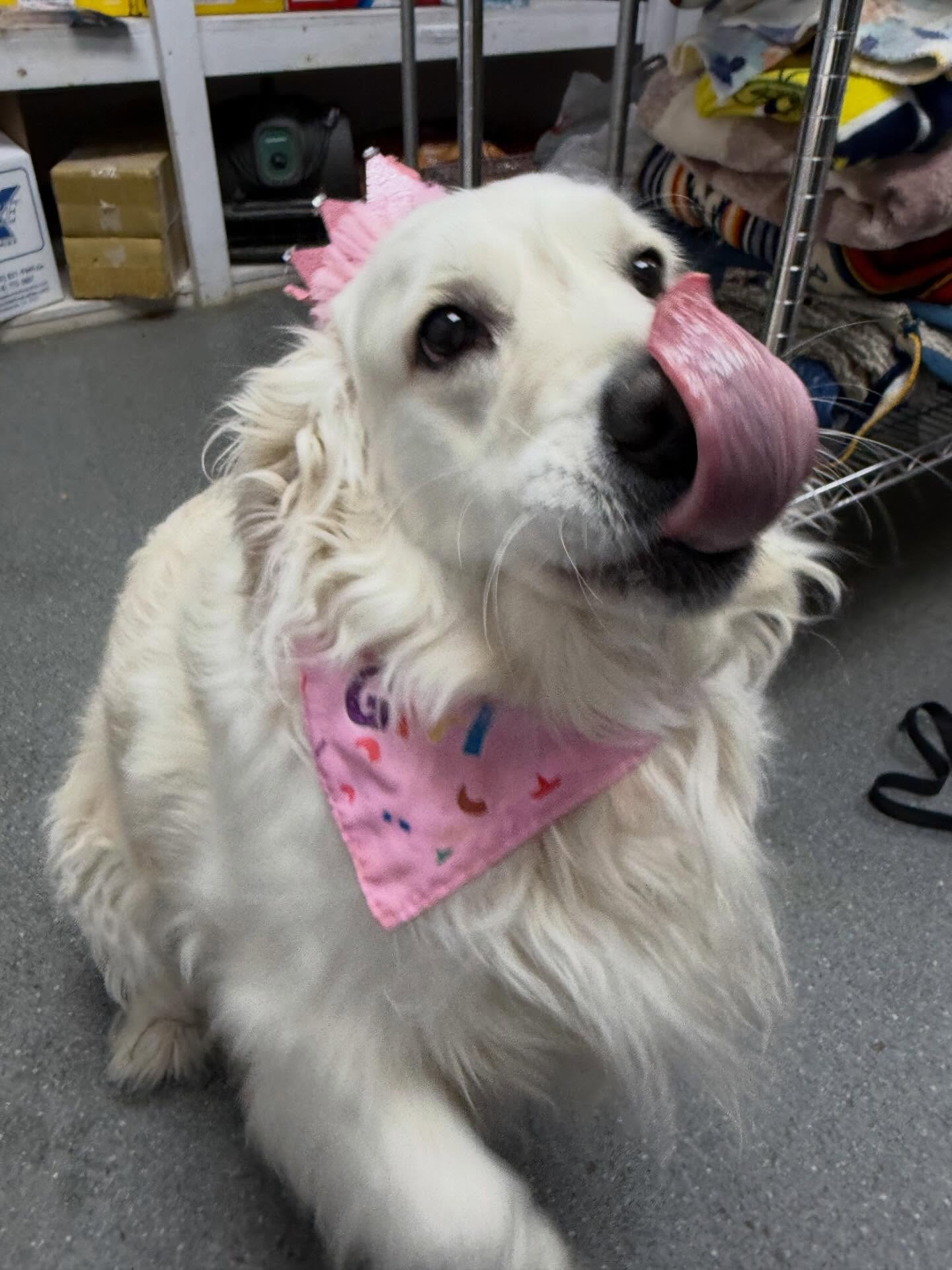 We celebrated three birthdays this month! 🎉 Happy 4th birthday to Dolly, and happy 1st birthday to Ruby and Bridgette!!