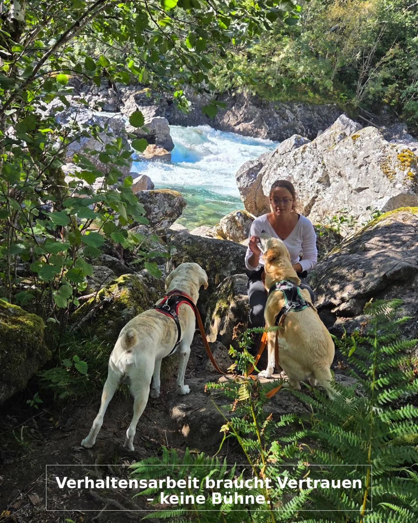 „Nicht alles, was im Hundetraining passiert, gehört ins Internet.“
Die wichtigste Arbeit mit Hunden
passiert selten vor einer Kamera.
Warum meine Arbeit nicht auf Social Media stattfindet
Ich zeige keine dramatischen Vorher-Nachher-Videos meiner Kundenteams.
Keine spektakulären Trainingsszenen.
Keine schnellen Erfolgsgeschichten.
Meine Arbeit ist keine Show.
Und meine Kunden und ihre Hunde sind keine Darsteller.
Was in meiner Arbeit passiert, geschieht im Vertrauen.
Menschen kommen zu mir, wenn sie erschöpft sind, verunsichert oder nicht mehr weiter wissen.
Hunde bringen Strategien mit, die aus Überforderung, Stress oder Missverständnissen entstanden sind.
Das sind keine Szenen für Reichweite.
Das sind sensible Prozesse.
Verhaltensarbeit ist selten spektakulär.
Sie zeigt sich in kleinen Veränderungen:
in einem ruhigeren Atemzug,
in einem Blickkontakt, der vorher nicht möglich war,
in einem Menschen, der beginnt, seinen Hund wirklich zu verstehen.
Manchmal ist dieser Weg langsam.
Manchmal auch unbequem.
Und manchmal bedeutet er auch zu akzeptieren,
dass ein Hund dauerhaft Unterstützung braucht.
Ich filme keinen Hund, der überfordert ist oder innerlich kämpft.
Und ich würde auch keinen Menschen in einem emotionalen Moment öffentlich zeigen.
Würde endet für mich nicht dort, wo Reichweite beginnt.
Würde ist die Grundlage meiner Arbeit.
Wenn ich etwas dokumentiere, dann ausschließlich zu fachlichen Zwecken –
zur Analyse und Reflexion gemeinsam mit dem Menschen.
Diese Aufnahmen bleiben dort, wo sie hingehören:
im geschützten Rahmen.
Denn es geht nicht darum, Verhalten einfach „wegzutrainieren“.
Es geht darum zu verstehen,
zu beobachten
und neue Wege im Zusammenleben zu entwickeln.
Ich arbeite ohne Bühne.
Dafür mit Verantwortung.
Wie stehst du zu Vorher-Nachher Videos im Hundetraining?