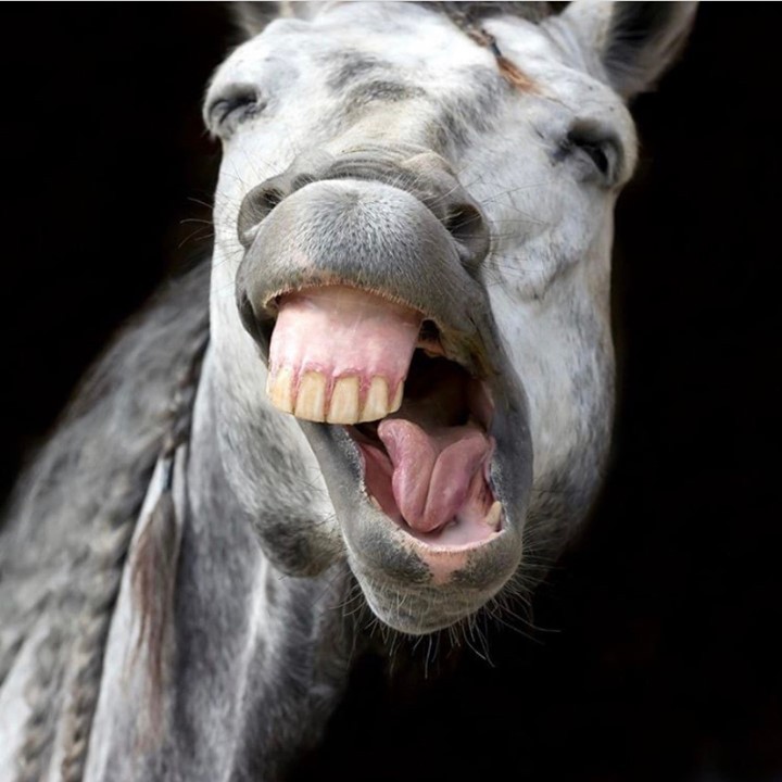 HEY, Stop Horsin Around 😂😝
..........& check out our variety of selling packages available on our website! (see the link in our bio ➡️)
🐎Our marketplace operates at a fraction of the price of other online auction sites, and provides a place for equestrians all over the UK to find the perfect saddle for their horse!
view our range of new and used saddles now...
👉🏼follow the link in our bio
repost from @oakhamveterinaryhospitalequine
#newsaddles #usedsaddles #saddlealert #equestrianstyle #equestrianlife #equestrianism #equestrianlifestyle #teamalbion #smile #smiley #allsmiles #eventing #britisheventing #eventer #eventrider #eventhorse #eventinglive #eventinglife #Saddletrader #saddletraderuk #Saddle #Saddleforsale #stocksadle #horseridinguk #horsesofinstagram #Tackforsale #saddleshop #saddlery #happyhumpday #horsinaround