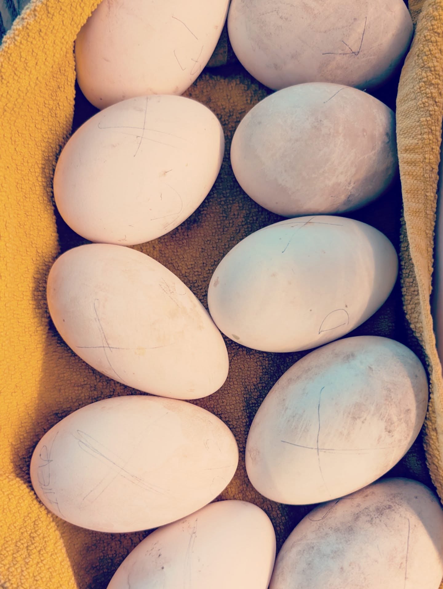 Goose eggs! Fresh Sebastopols coming in 28 days 🪿 message if you're interested in adding some to your flock this year. South Central Illinois, 30 min from St Louis.
...
#sebastopolgeese #geese #farmlife #illinois #missouri