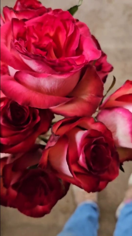 This rose just shouted out to me 'Wuthering Heights'... when at Market....
I have been blown away by the mind bending sets and detail throughout the movie.
If you want to bring a bit of 'Cathy' gothic drama to your day.. then this Rose would be on the recipe list and my starting point to build a design together.
Rose Tzar
The RRP when I bought them.. marked at standard industry rates was £3.00 per stem.. which may have been a special price due to being marked as a new product to market.. but for the size of head and stem length I was amazed.
#dorsetweddingflowers
#dorset
#wutheringheights
#florist