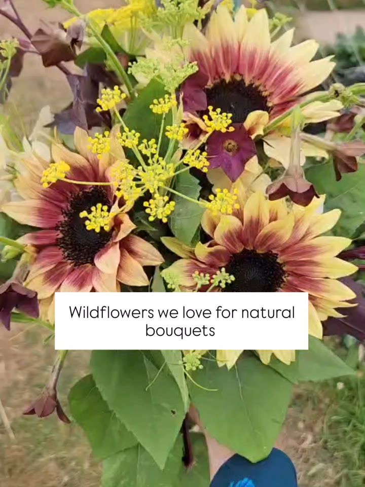 Wildflowers that double up as gorgeous bouquet fillers? That's a win-win 🐝🌸
These are a few of our favourites. What else should we be growing?
#wildgardenstyle #wildlifefriendlygardening #cutflowerinspiration #growyourownflowers