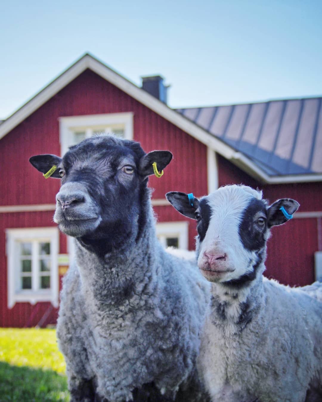 A portrait of escaped rams. Playing so innocent😄
#rams #ramsofinstagram #pässi #farmlife #sheepfarm #kainuunharmas #kainuugrey #lammastila #maalla #bedandbreakfast #framstay #maatilamajoitus #redcottage #visitilomantsi #visitkarelia #animalportrait #farmanimals