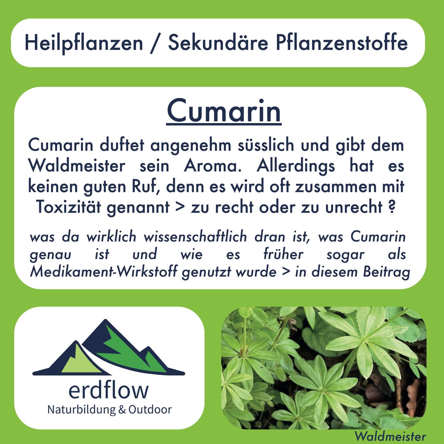CUMARIN 🌱🌿🌼
Cumarin findet man prominent im Waldmeister oder auch in Steinklee-Arten, aber auch in einigen Süssgräsern und in Spuren auch in Schmetterlingsblütlern wie dem Rotklee. Es handelt sich um einen Abwehrstoff gegen Pathogene und Fressfeinde. Cumarin ist für die Pflanze selbst giftig und fettlöslich. Damit es sicher im Zellplasma der Pflanze gespeichert werden kann, liegt es dort mit einem Zucker angehängt in Form eines Glykosides (dem Melilotosid) vor. Dieses ist viel weniger reaktiv und mit dem Zuckeranhang erst noch wasserlöslich (und somit im Zellplasma lagerbar). Wird das Pflanzengewebe verletzt (Biss, Bakterienangriff, Schniott, Welken / Trocknen), dann wird dem Melilotosid der Zucker abgespaltet und das Cumarin freigesetzt, welches nun seine Wirkung..und auch angenehmen Duft entfalten kann.
Cumarin duftet angenehm süsslich und ist für den charankeristischen Waldmeister-Duft verantwortlich. Um Waldmeister oder Steinklee kulinarisch zu verwenden, werden die Pflanzen vorher angewelkt, frisch sind sie duftlos. Die welken Pflanzen werden dann als Gewürz, Tee, Sirup, Maibowle, usw. verwendet. Hohe Cumarin-Dosen können evtl. Kopfschmerzen oder Unwohlsein verursachen, wobei dies umstritten ist. Langfristige Einnahme ist jedoch potentiell leberschädigend. Wie die verfügbare Evidenz hierzu einzuordnen ist und warum Entwarnung gegeben werden kann, erfährst du oben in den Slides.
Kleiner Fehler im Slide: natürlich ist Trockenmasse ca. 10-20% der Frischmasse und nicht 80-90% (hab eigentlich damit gemeint, dass dieser Betrag Wasser ist) > die Berechnungen stimmen aber!
Ein paar spannende Quellen sind in den Kommentaren erläutert.
wilde Grüsse 🌱
David
#cumarin #wildkräuter #sekundärepflanzenstoffe #essbarewildpflanzen heilkräuter