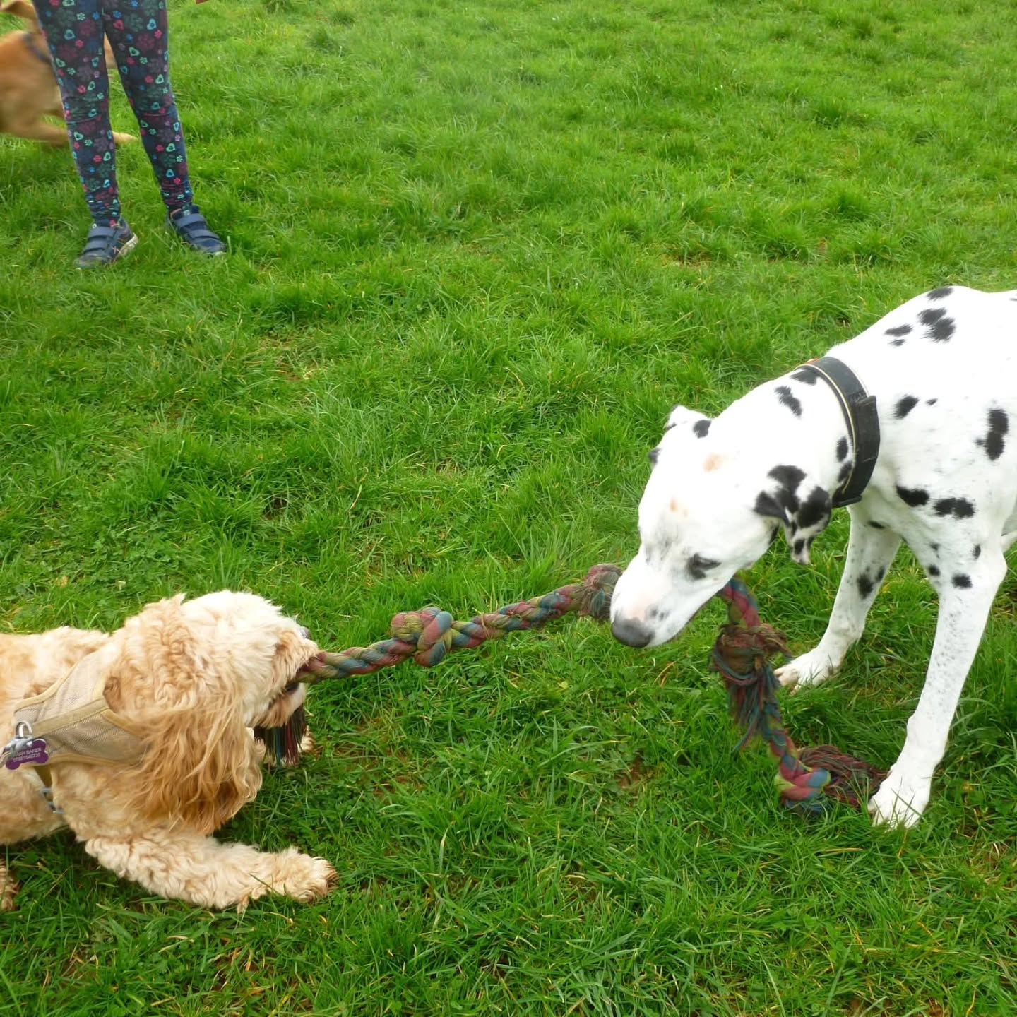 It's play time!
We loved seeing pictures of your pups and pooches playing over half term ๐โ๐ฆบ
๐ Wanderlust Walkies, secure dog walking fields for play, training and safe walks in Littlehempston.
#SecureDogParksNearMe
#Walkies
#WanderlustWalkies