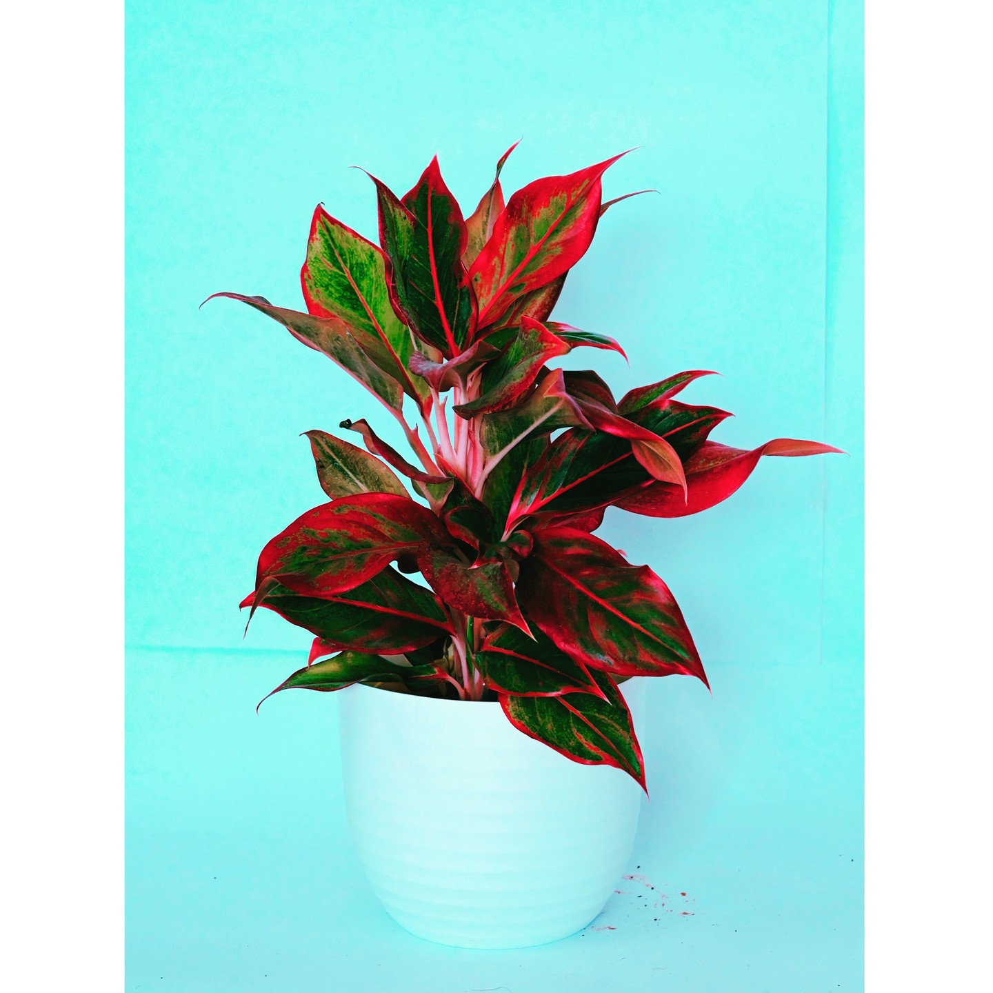 Aglonema lipstick
#indoor #plants #tiny #pots #green #goodvibes #nature #eco