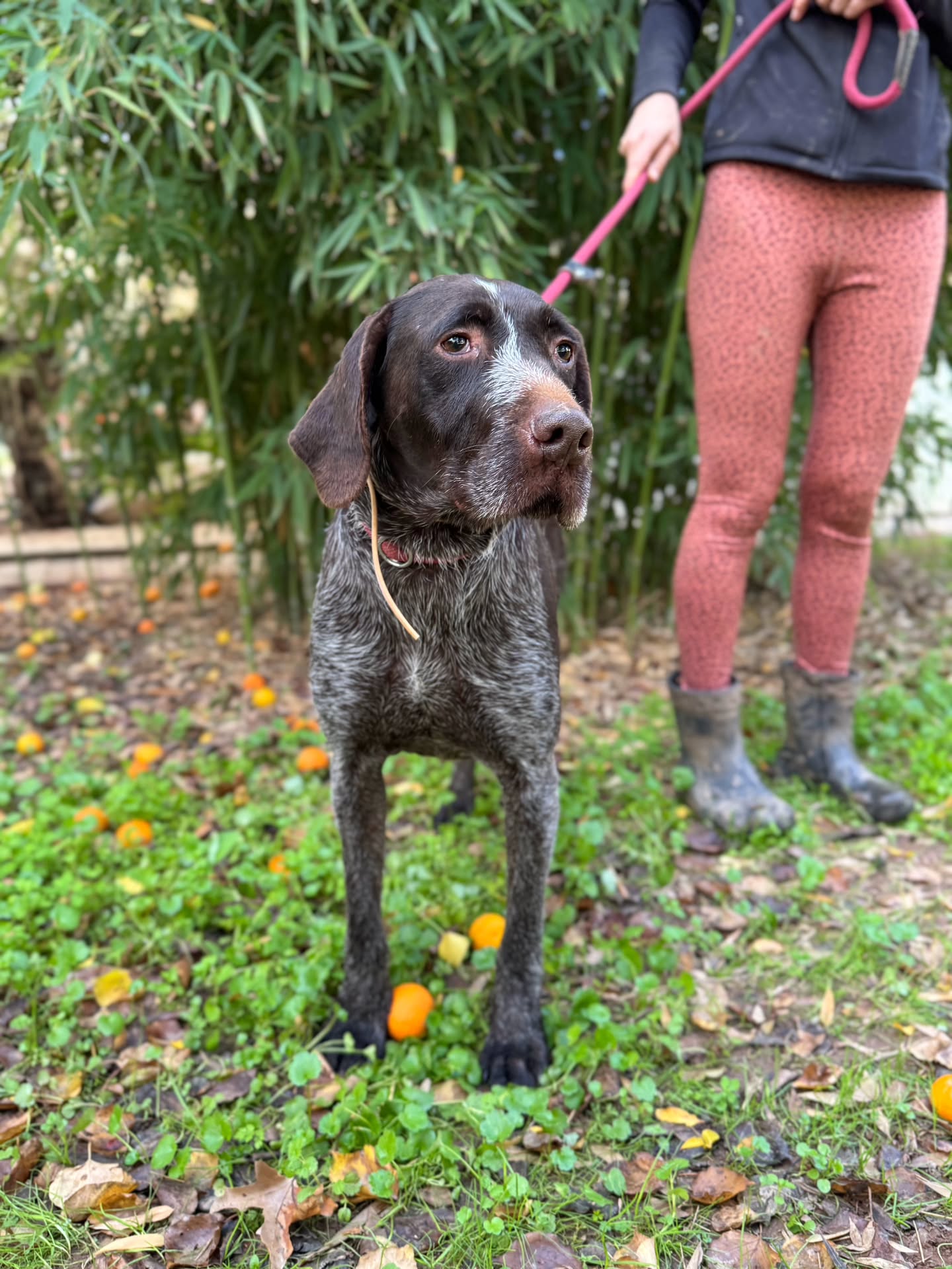 Handsome Ranger, an older dog and a true gentleman, is still looking for his forever home!
Find out more about Ranger on our website: www.melezdogrescue.com/ranger