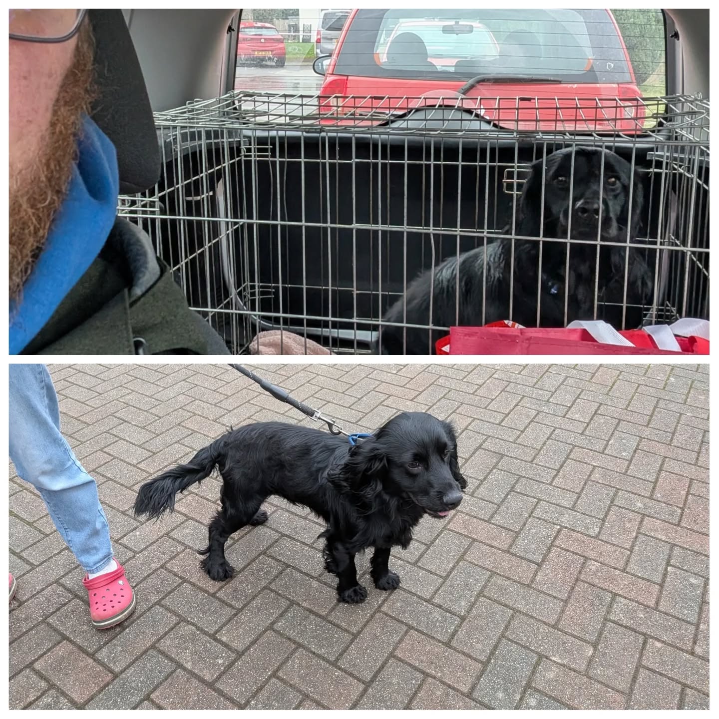 Urgent Delivery: One "Very Good Boy" (with a side of infinite energy) successfully delivered! 📦🐕
Joey is officially starting his new chapter today. He’s trading one loving home for another—this time with two human siblings who are ready to help him burn off all that gorgeous spaniel energy.
Good luck to Joey’s new family... you’re going to need a lot of tennis balls! 🎾✨
#GotchaDay #DogTransport #JoeyTheJet