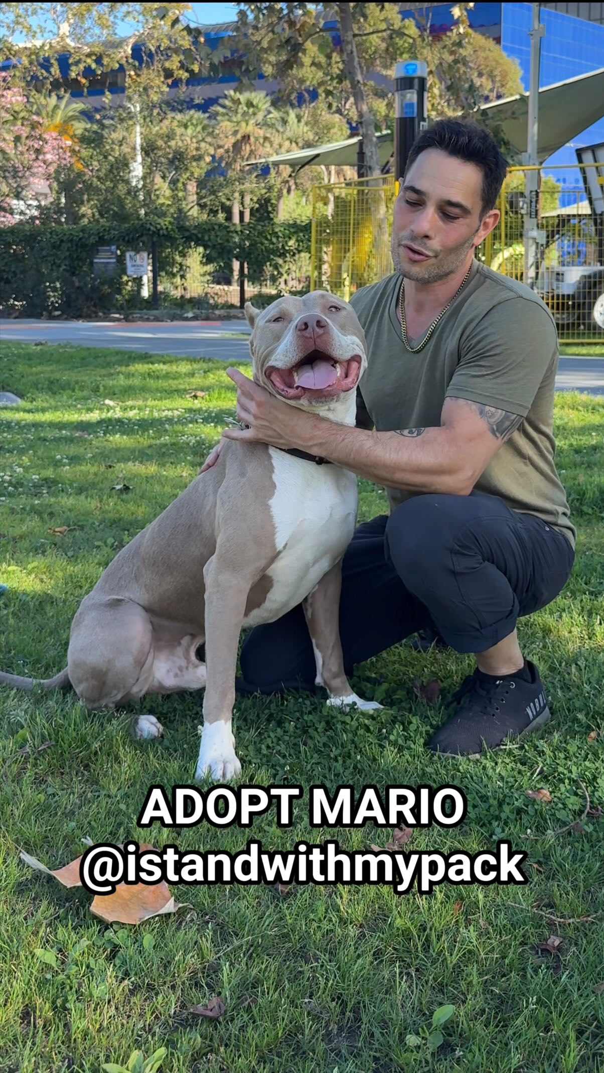 Some dogs are just special and this is one of thhem. He is with @istandwithmypack / @iswmp_adoptables in Los Angeles. I swear, I’m forcing myself to not take this dog myself because I already have my hands full but he is EVERYTHING a professional trainer could ask for in a power breed. I will happily continue his training W/
his new family if they wish.
#dogs #rescuedogs #dogmom #dogsad