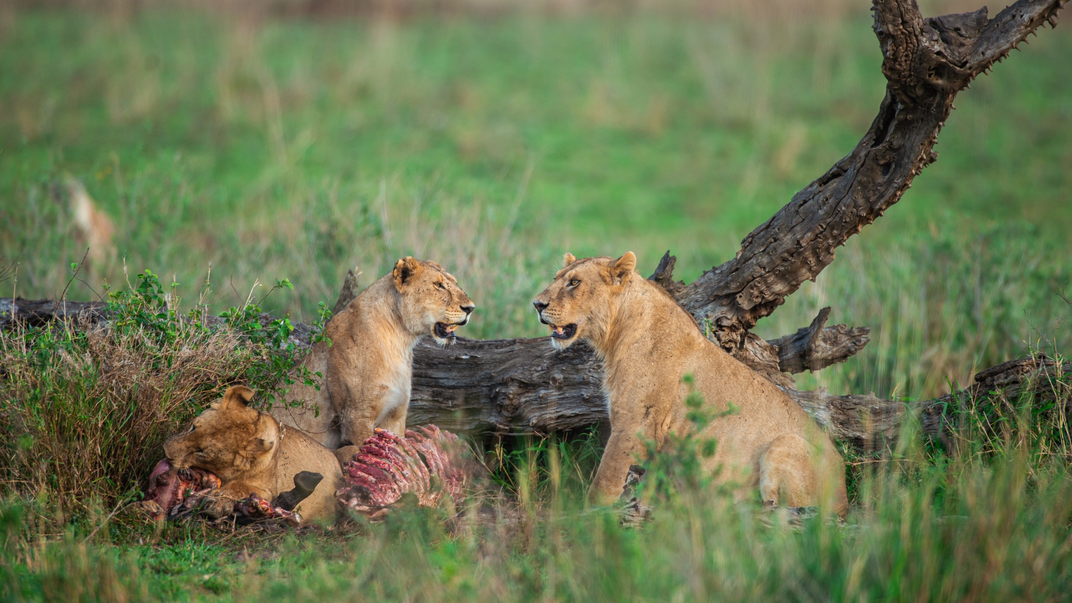 🦁🌍 EXPLORE TANZANIA’S ULTIMATE BIG FIVE SAFARI — 7 DAYS OF PURE MAGIC
Dreaming of a real African safari that gives you everything?
This 7-Day Tanzania Big Five Safari takes you deep into the wild — where legendary wildlife, epic landscapes, and ancient cultures come together in one unforgettable journey.
Explore Tarangire National Park, the endless plains of Serengeti National Park, descend into the world-famous Ngorongoro Crater, and connect with history at Lake Eyasi during an authentic Hadzabe cultural experience.
Carefully designed by Gnade Safaris, this safari blends Big Five encounters, expert guiding, handpicked lodges, and immersive cultural moments — from ancient baobab forests to predator-filled plains.
✨ WHY THIS 7-DAY SAFARI IS SPECIAL
✔️ Big Five in proven wildlife hotspots
✔️ 3 iconic national parks + Hadzabe cultural visit
✔️ Private 4×4 Land Cruiser with pop-up roof
✔️ Professional English-speaking driver-guide
✔️ Mid-range & luxury lodge options
✔️ All meals, park fees & airport transfers included
✔️ Flexible — easily add Zanzibar beach holiday
🗓️ QUICK ITINERARY SNAPSHOT
Day 1: Arrival in Arusha
Day 2: Arusha → Tarangire National Park
Day 3: Tarangire → Serengeti
Day 4: Full-Day Serengeti Game Drive
Day 5: Serengeti → Ngorongoro Crater
Day 6: Lake Eyasi – Hadzabe Cultural Experience
Day 7: Departure
Ideal for couples, families, photographers, and first-time safari travelers — this is Tanzania at its absolute best.
📲 BOOK YOUR SAFARI TODAY
💬 WhatsApp: +255 793 832 959
📧 Email: info@gnadesafaris.com
🌐 Package Details: 👉 https://www.gnadesafaris.com/7-days-tanzania-big-five-safari
#tanzaniasafari #bigfivesafari #SerengetiSafari #NgorongoroCrater
#TarangireSafari #HadzabeExperience #AfricanSafari #VisitTanzania
#gnadesafaris #safariexperts
