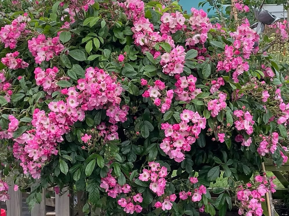 Ballerina 🩰
The beautiful and delicate Ballerina Rise is a Hybrid Musk, with Hydrangea-like large heads of tiny pale pink flowers with a white eye. A perpetual flowering rose with good weather resistance, with tiny orange fruit follow the flower.
Height - 1.5m x 1.75m
Fragrance - Musky
Colour - White and Pink
Bloom size - Small single
Flowering - Almost continuous
Available to order from our website, link in bio.
#garden #gardeninspo #roses #classicroses #cottagegarden